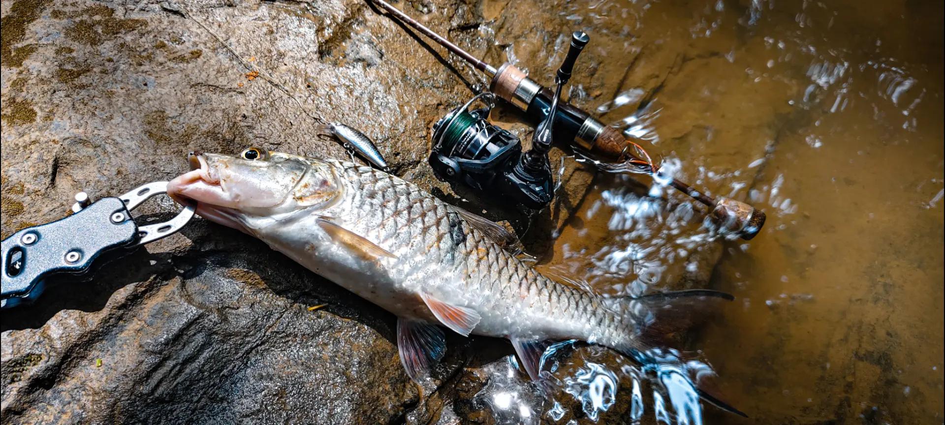 @Damz Strike Fishing