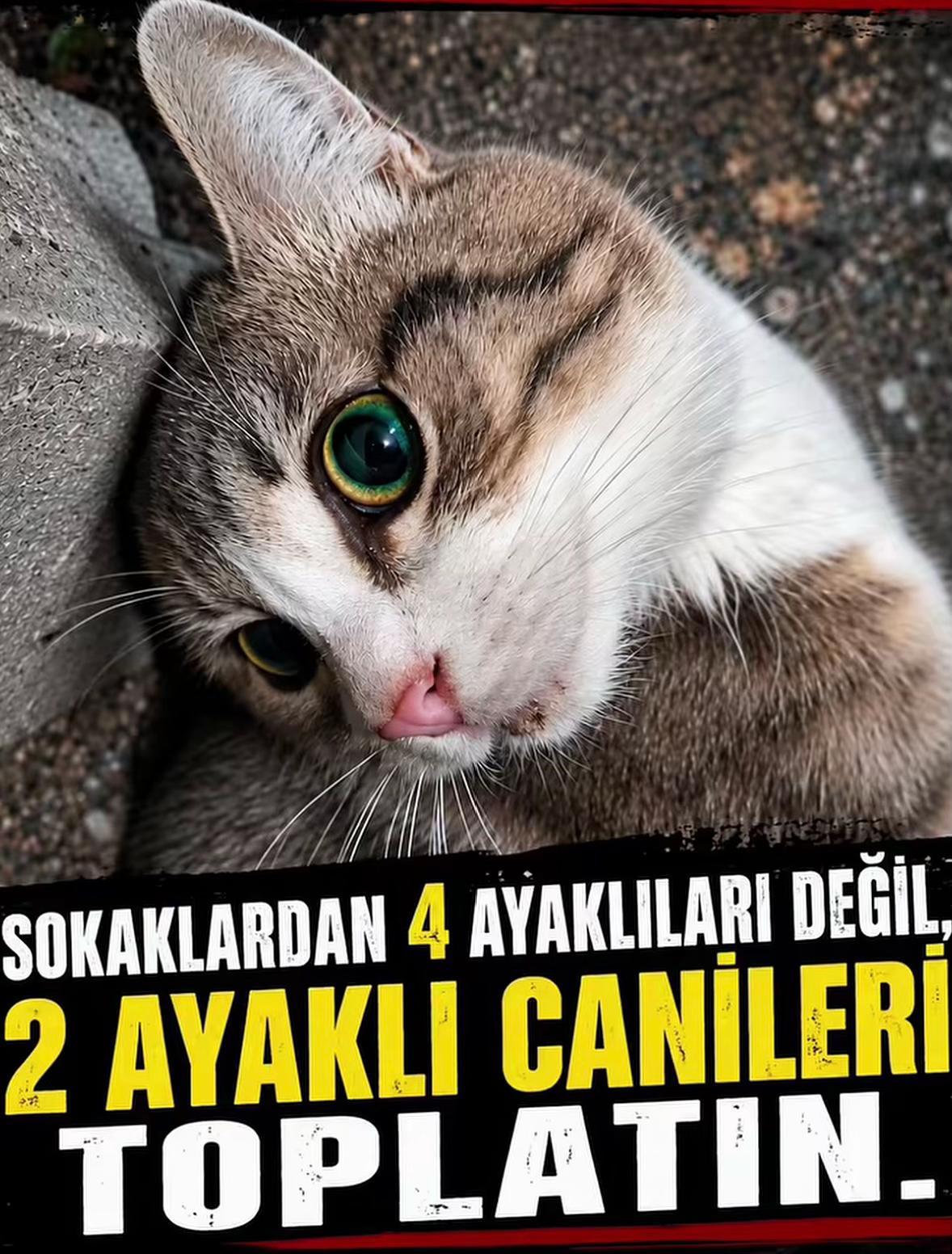 @EMRE ACAR