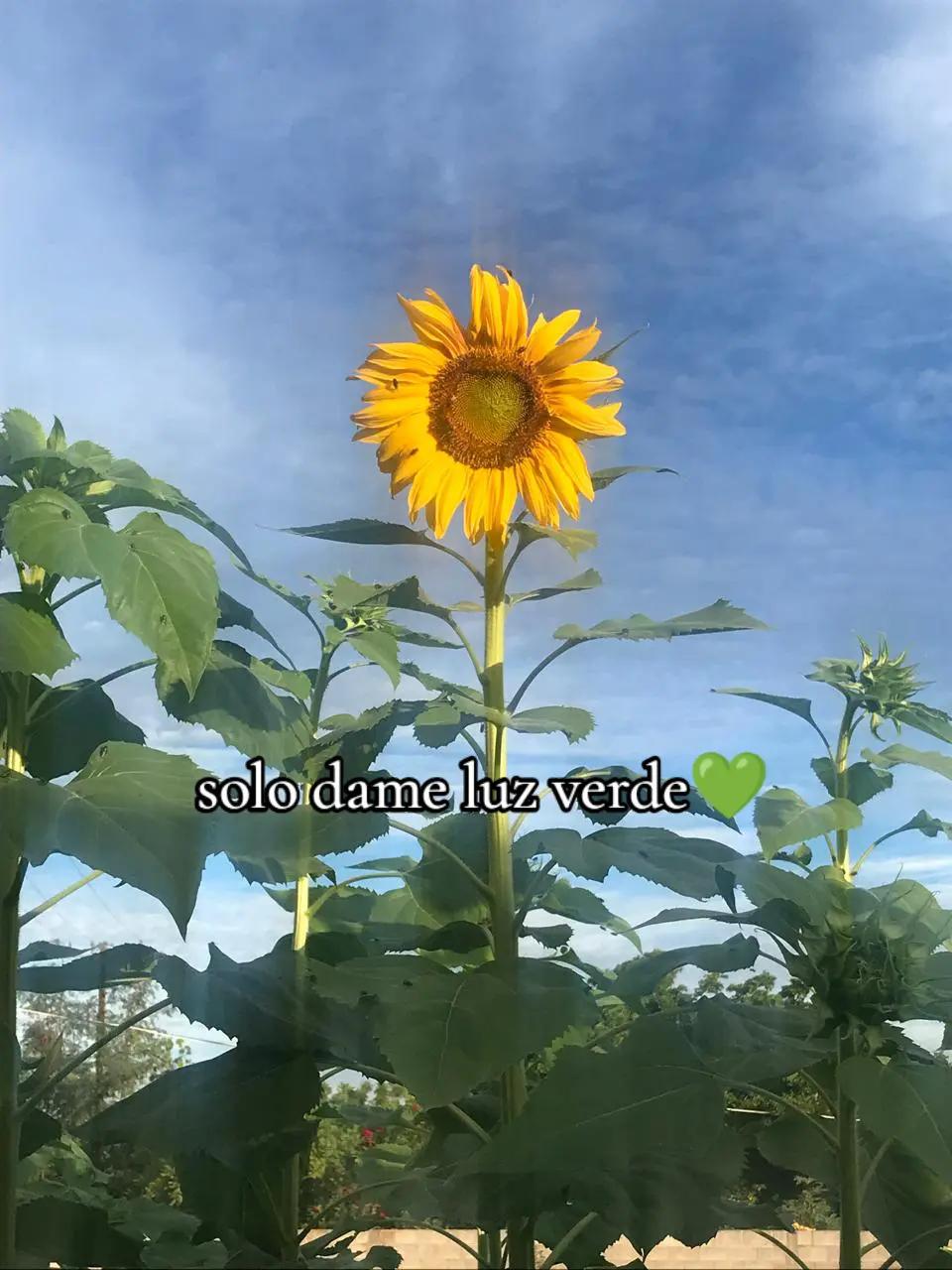 @user63325580413