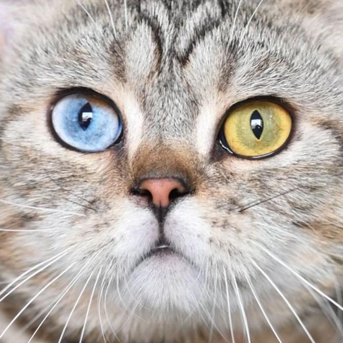 @dutchthebritishcat