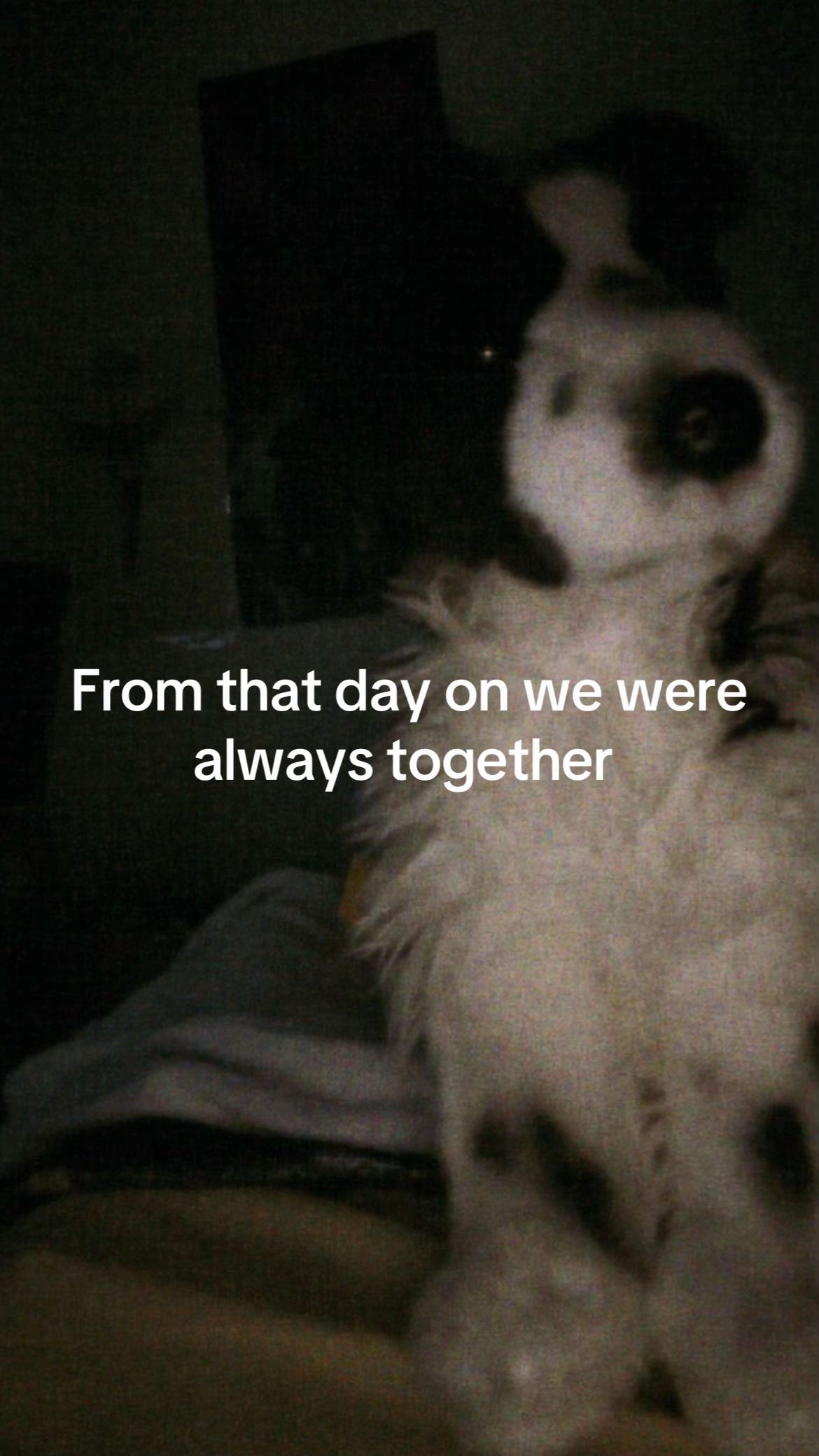 @bordercollieguy3