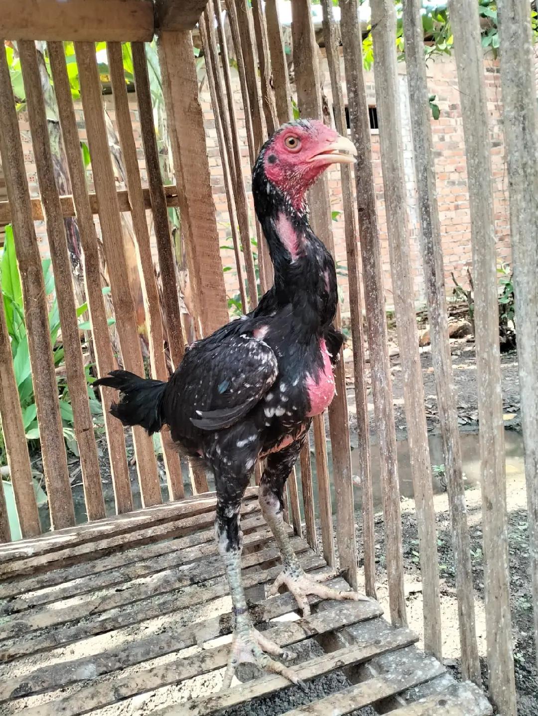 @kandang dusun fram