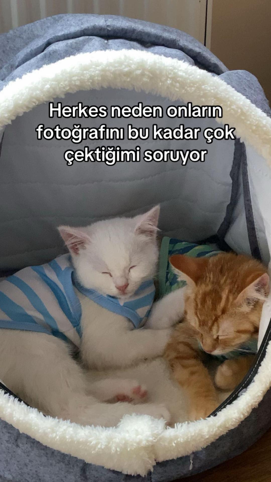 @Dantuniii ✰𝄞 🪼 𝄞✰