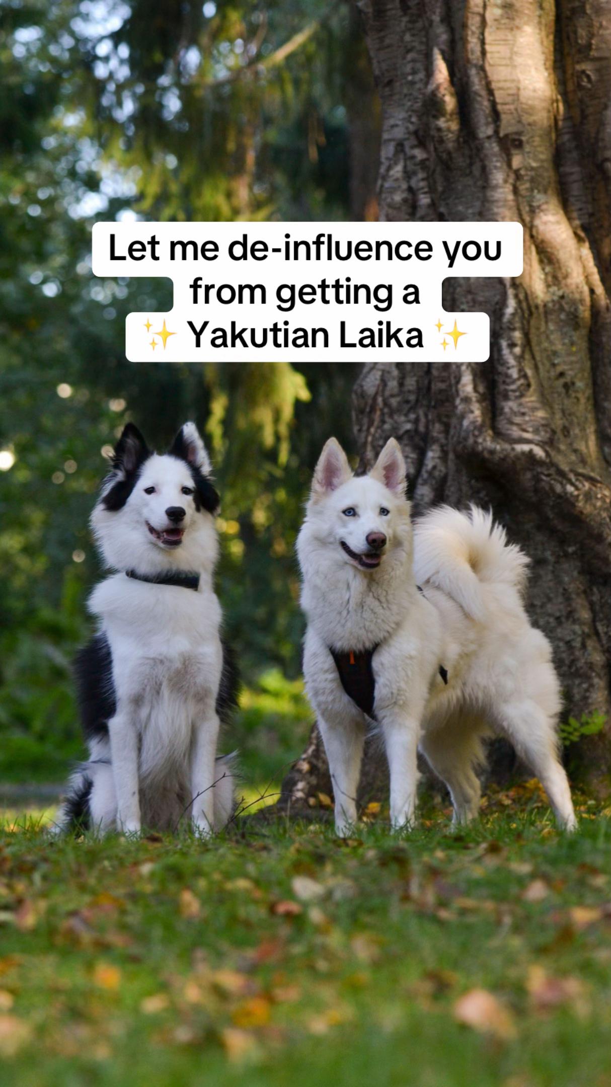 @Freya ❄️