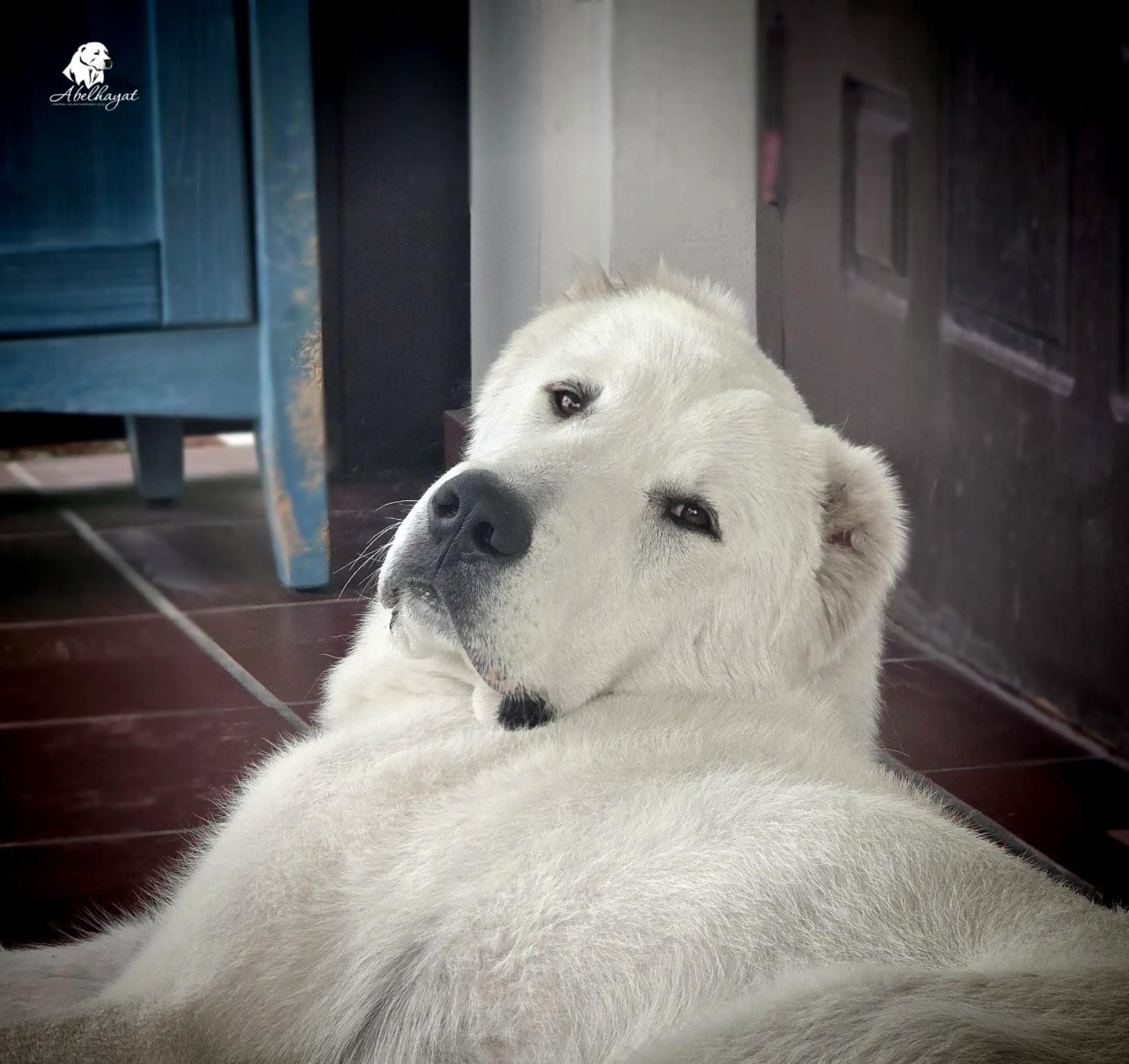 @ABELHAYATKENNEL