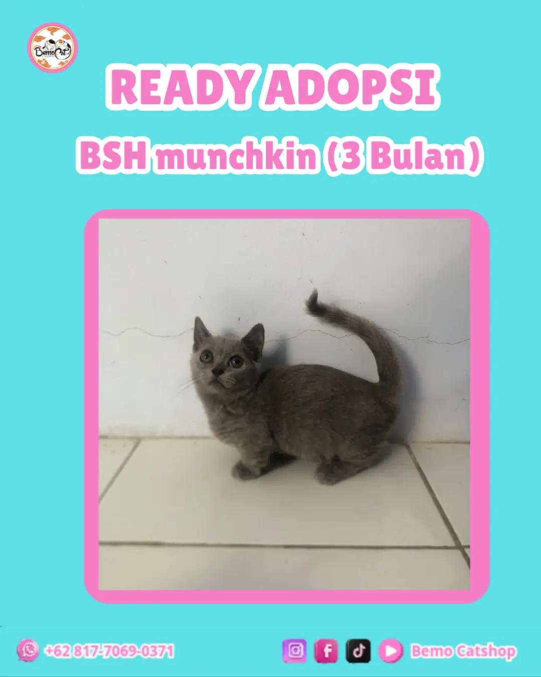 @Bemo Catshop