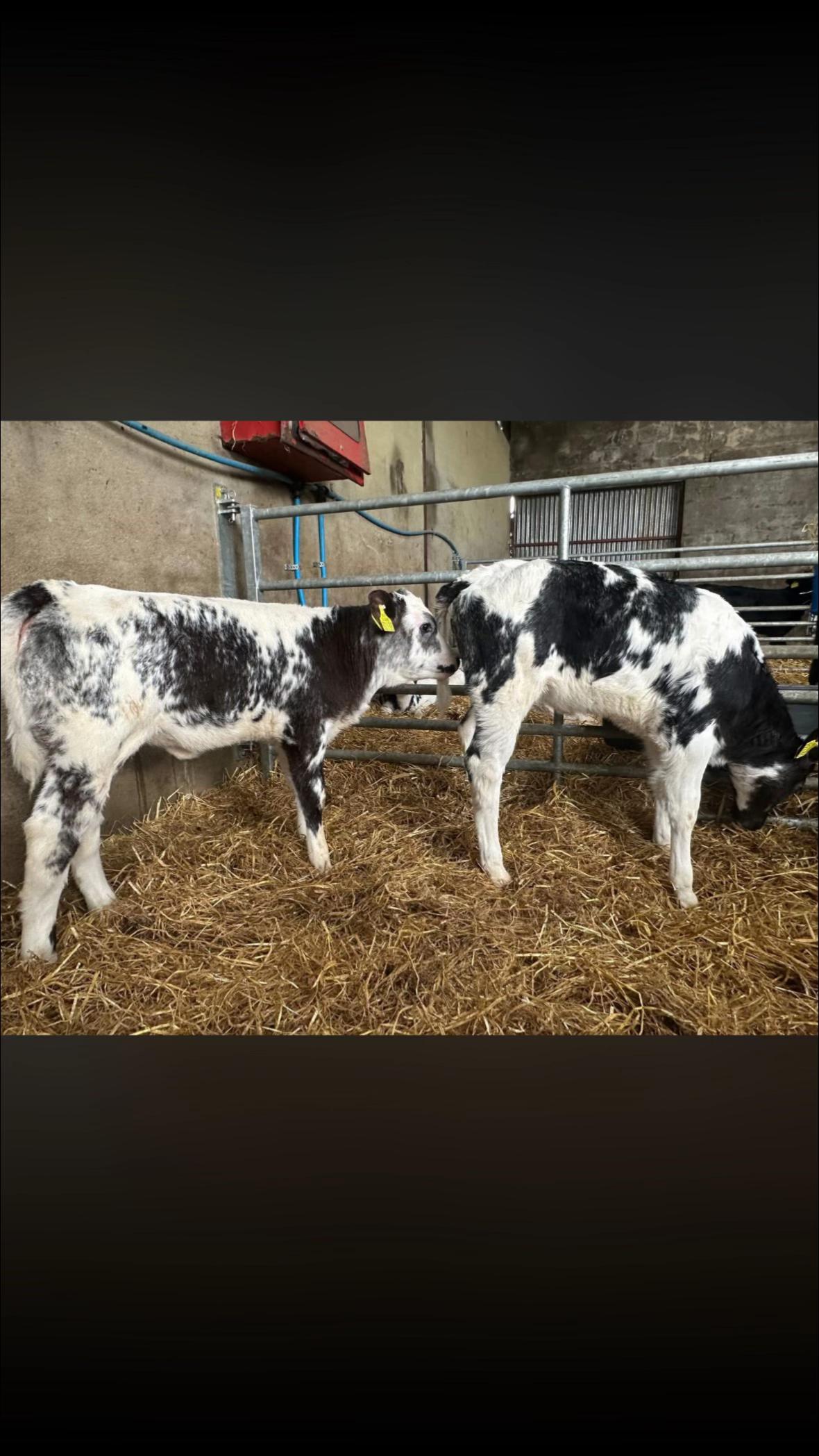@Carrigallen_Mart