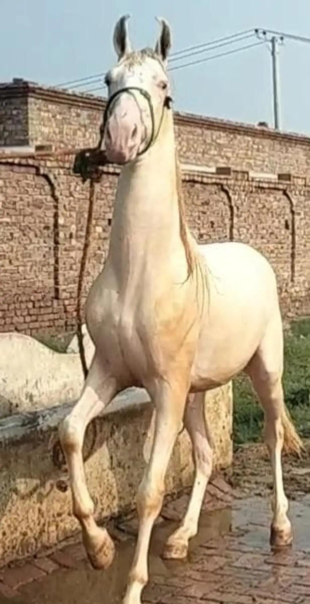 @Ghazanfar khan Baloch