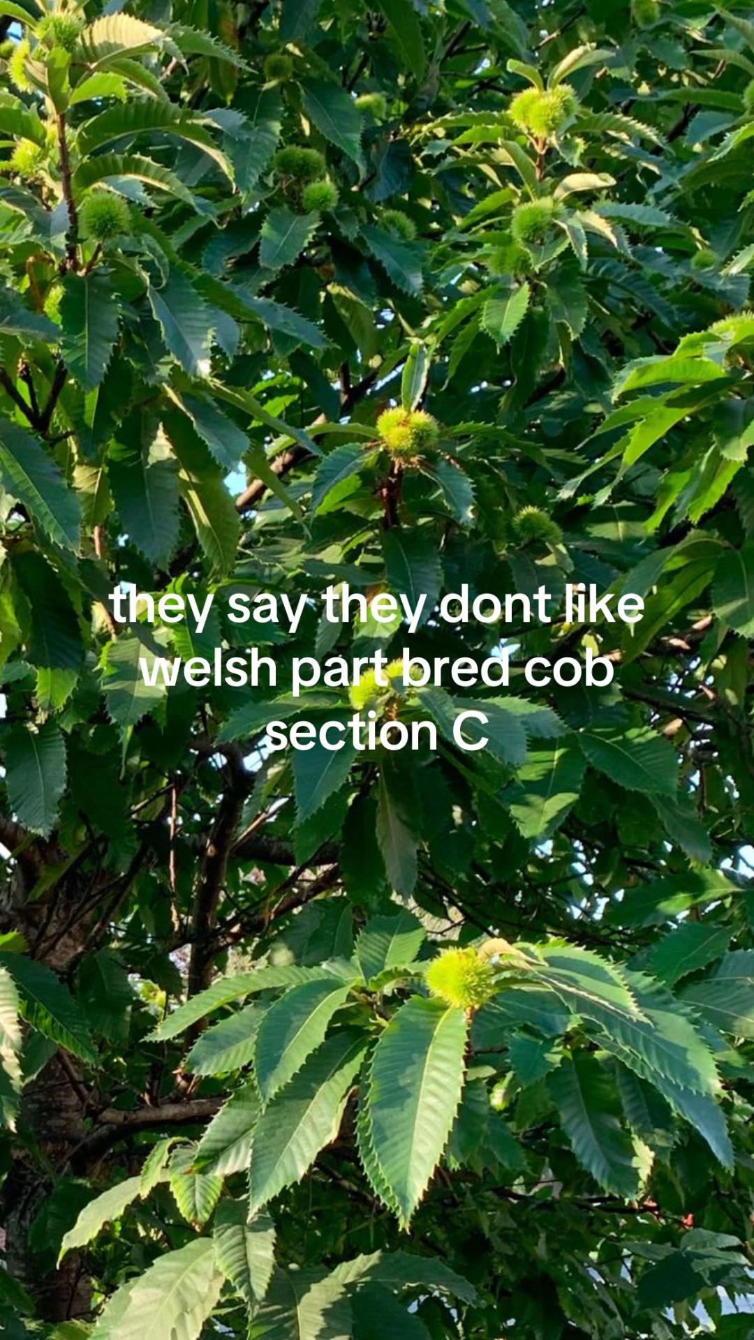 @Kitty equestrian.