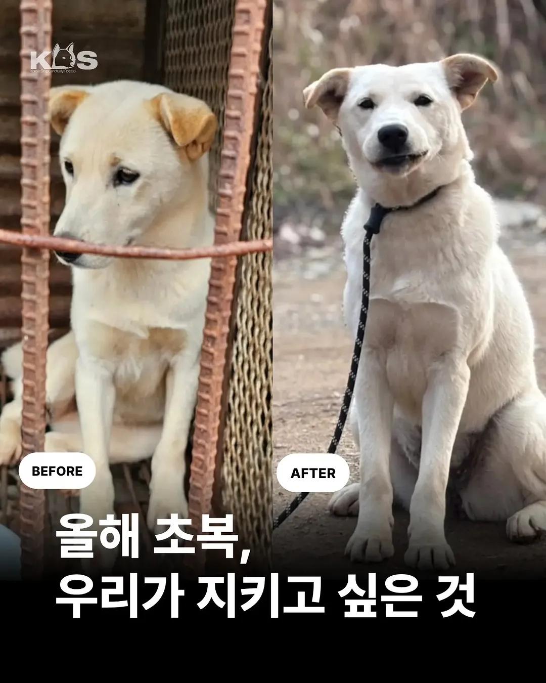@🐶🐶엄지맘🦮🐕&zwj;🦺🐩