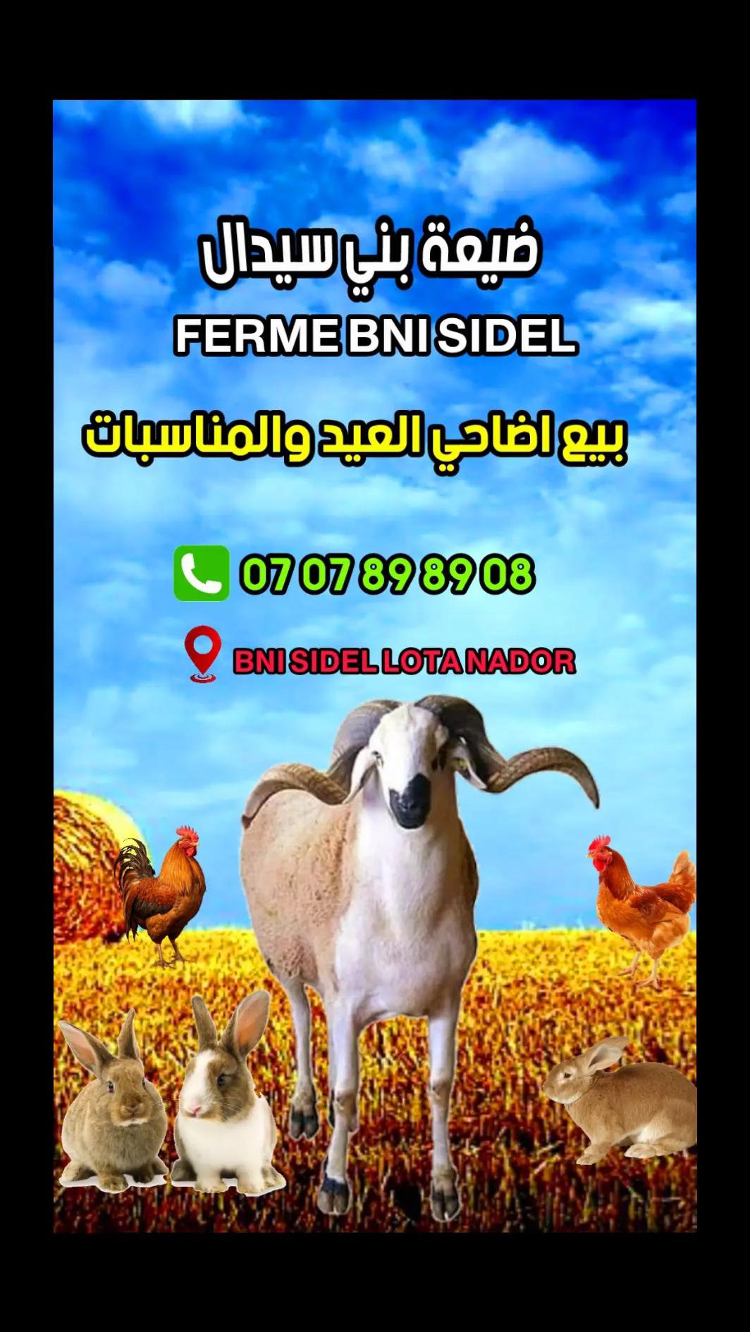 @๐ BNI SIDEL | ุถูุนุฉ ุจูู ุณูุฏุงู