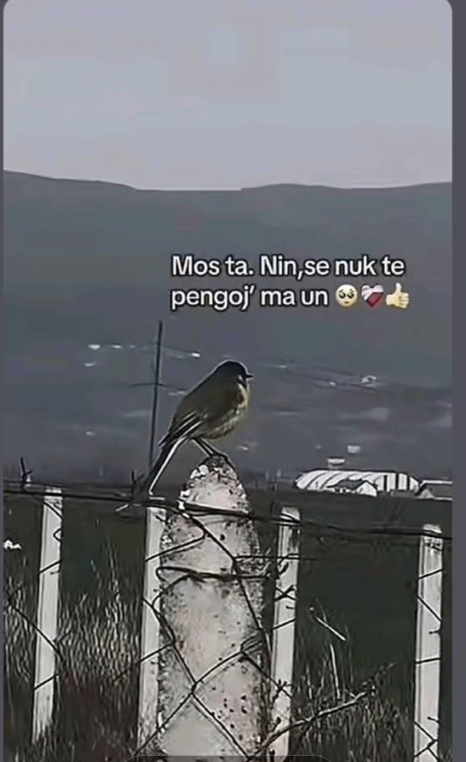 @Enis Mala