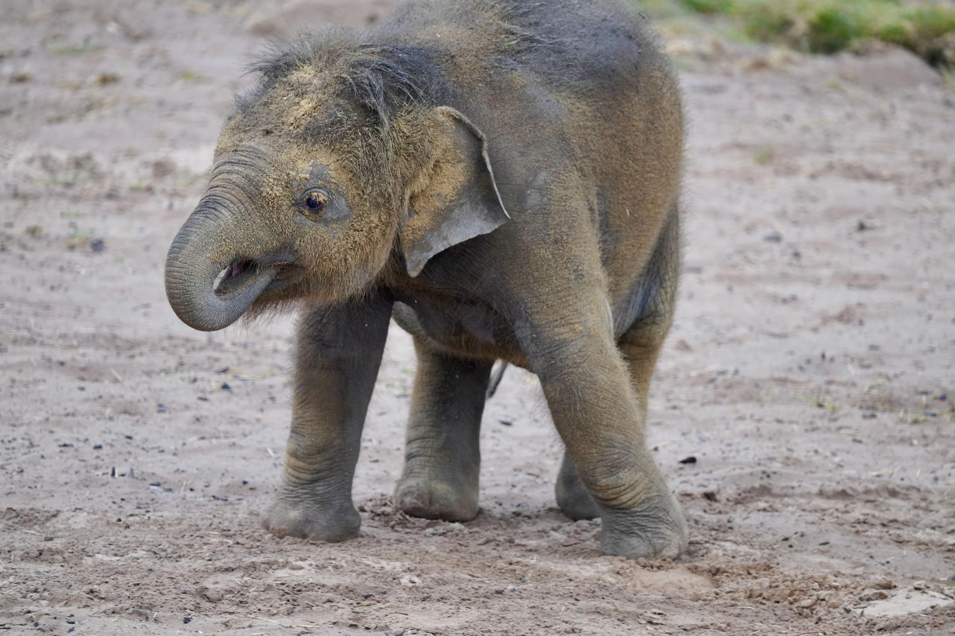 @Animals Travel Adventures