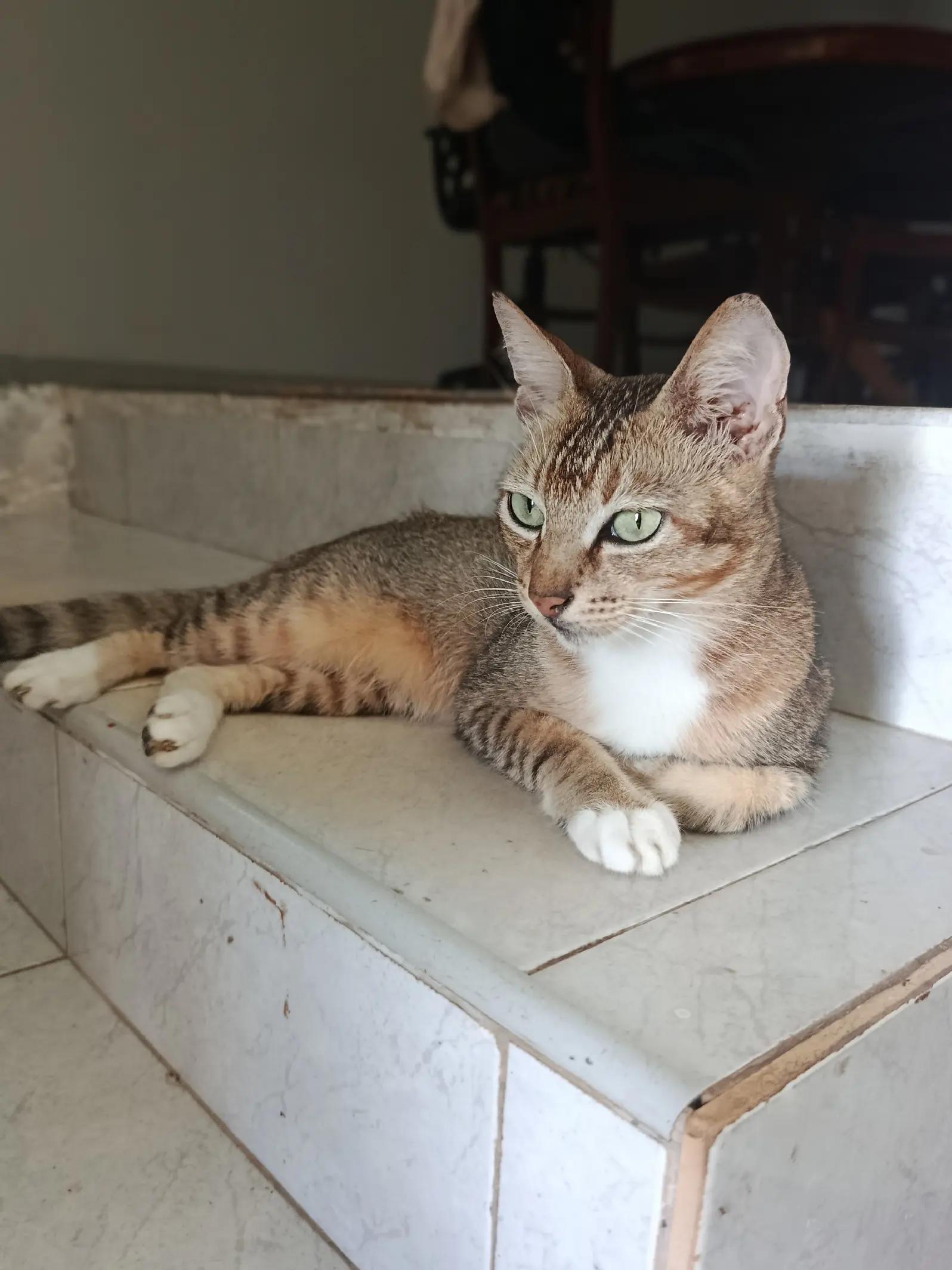 @DailyDoseOfKittyUK