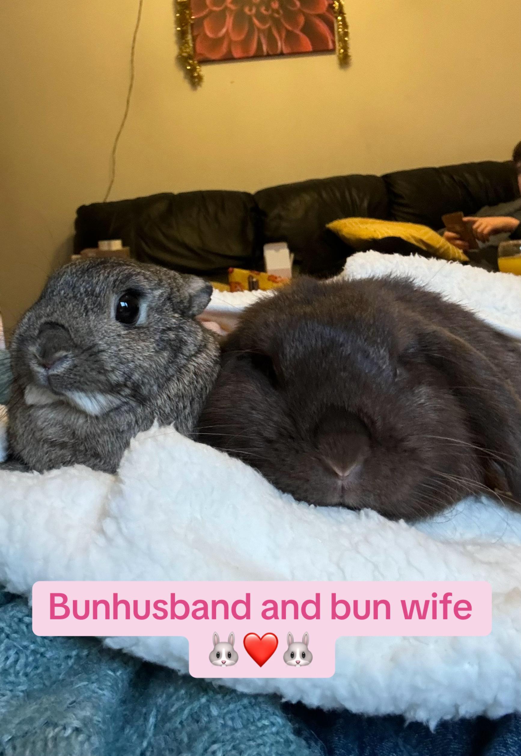 @Olive and Clem 🐰🐰