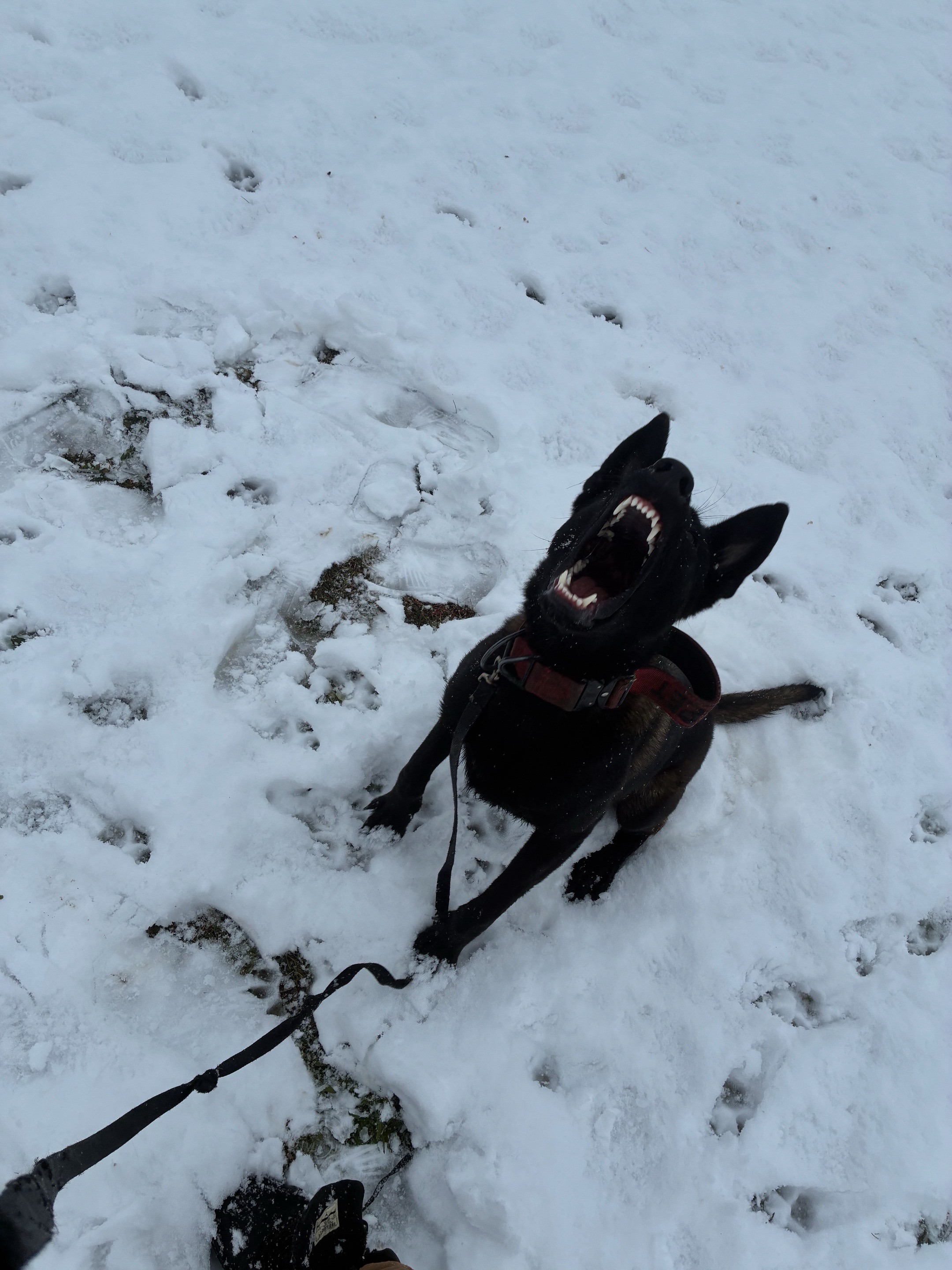 @Detroit belgian malinois