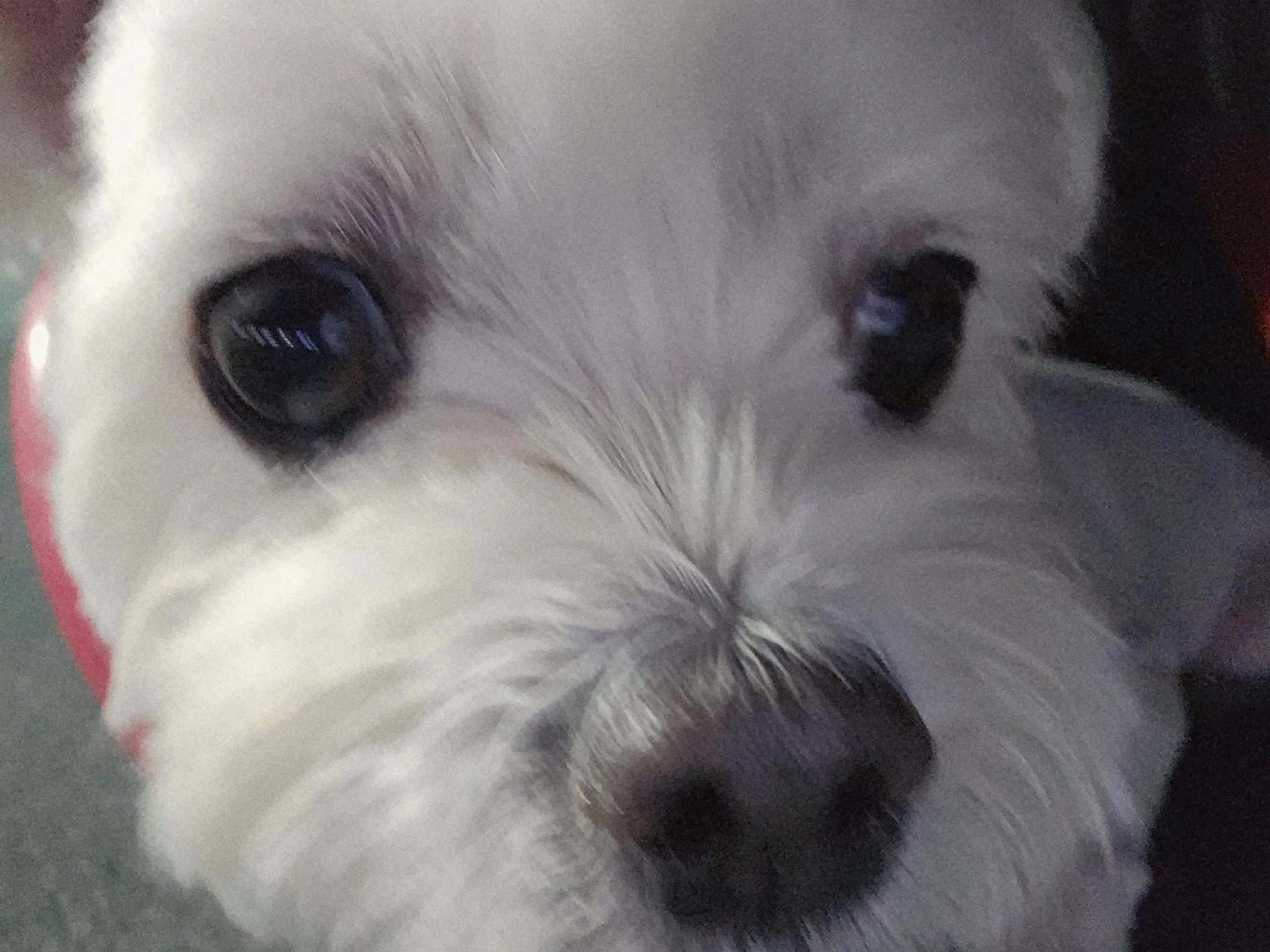 @미미에효