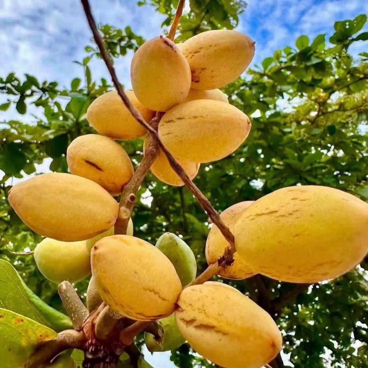 @Hải Đam Mê Du Lịch