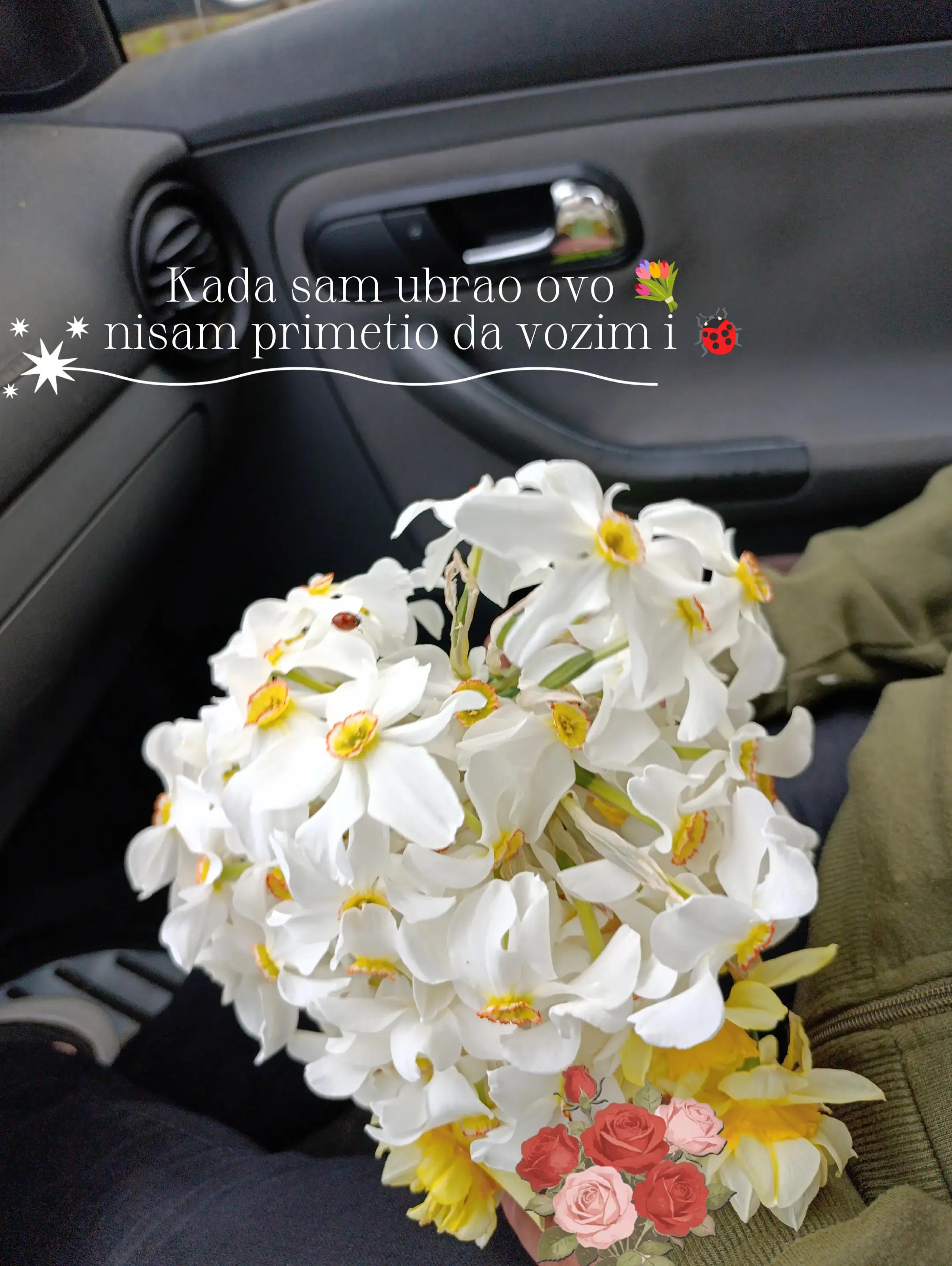 @Јанковић Александар