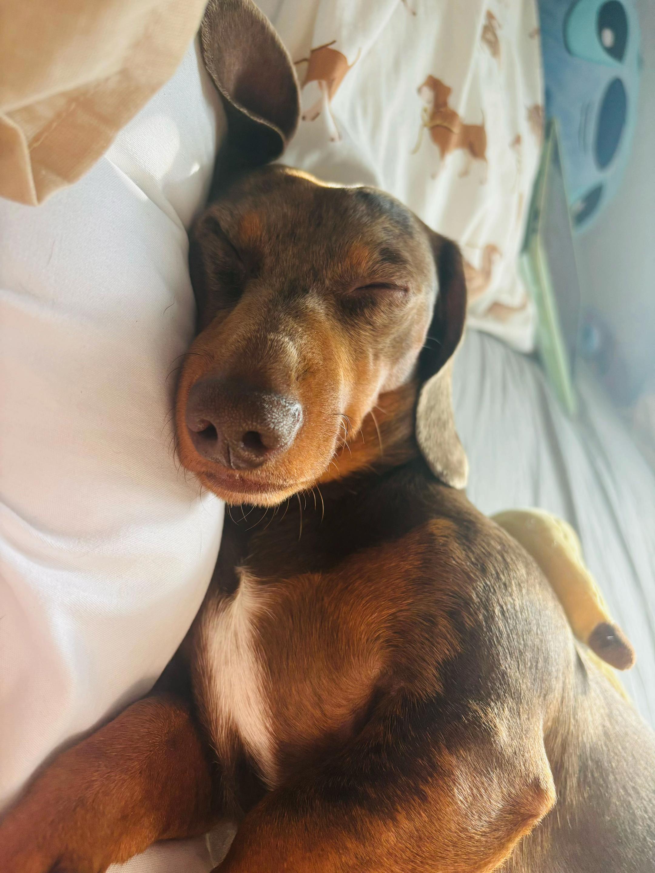 @marleythesausagedog