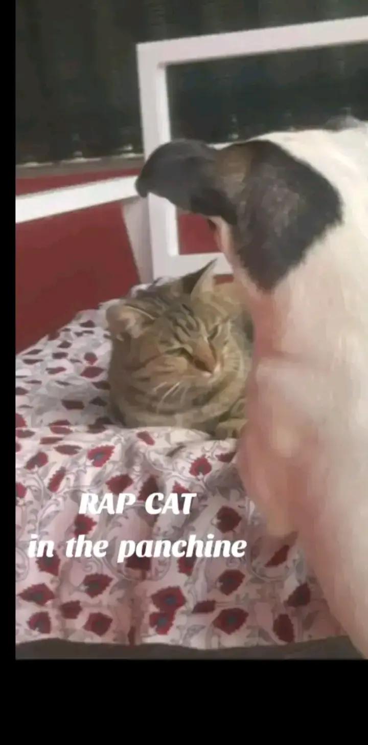 @RAP CAT
