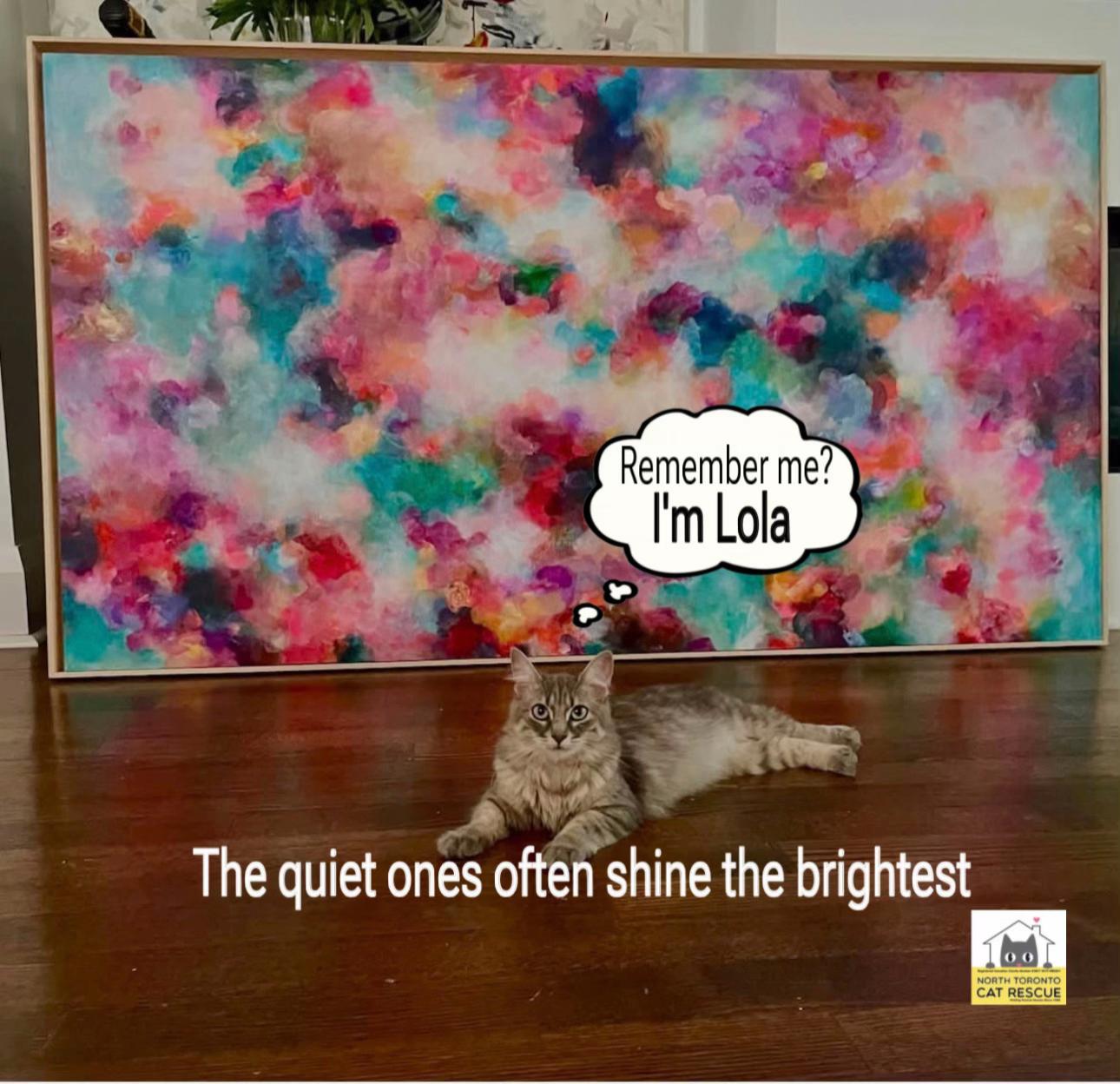 @North Toronto Cat Rescue