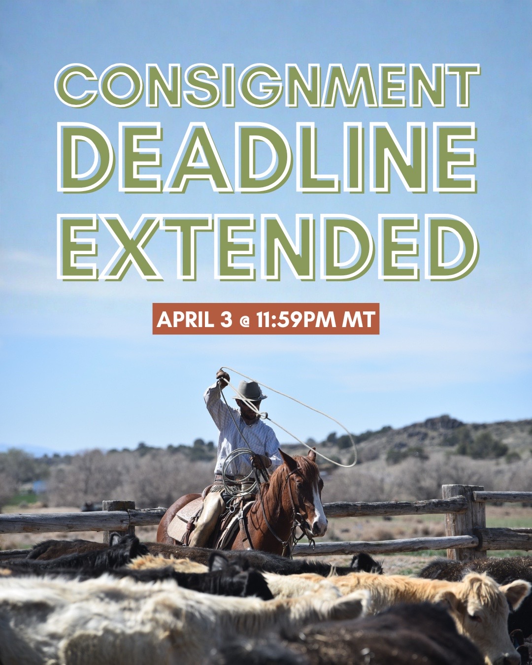 @Big Sky Horse Sales