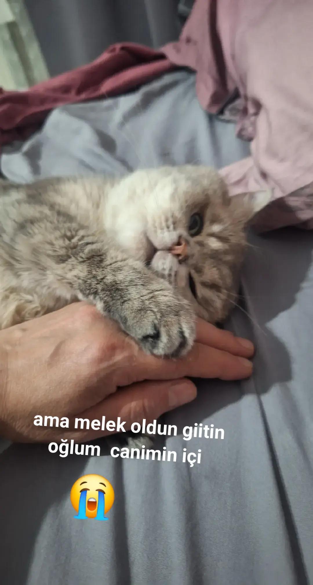 @Gülcan Esma Gümüş