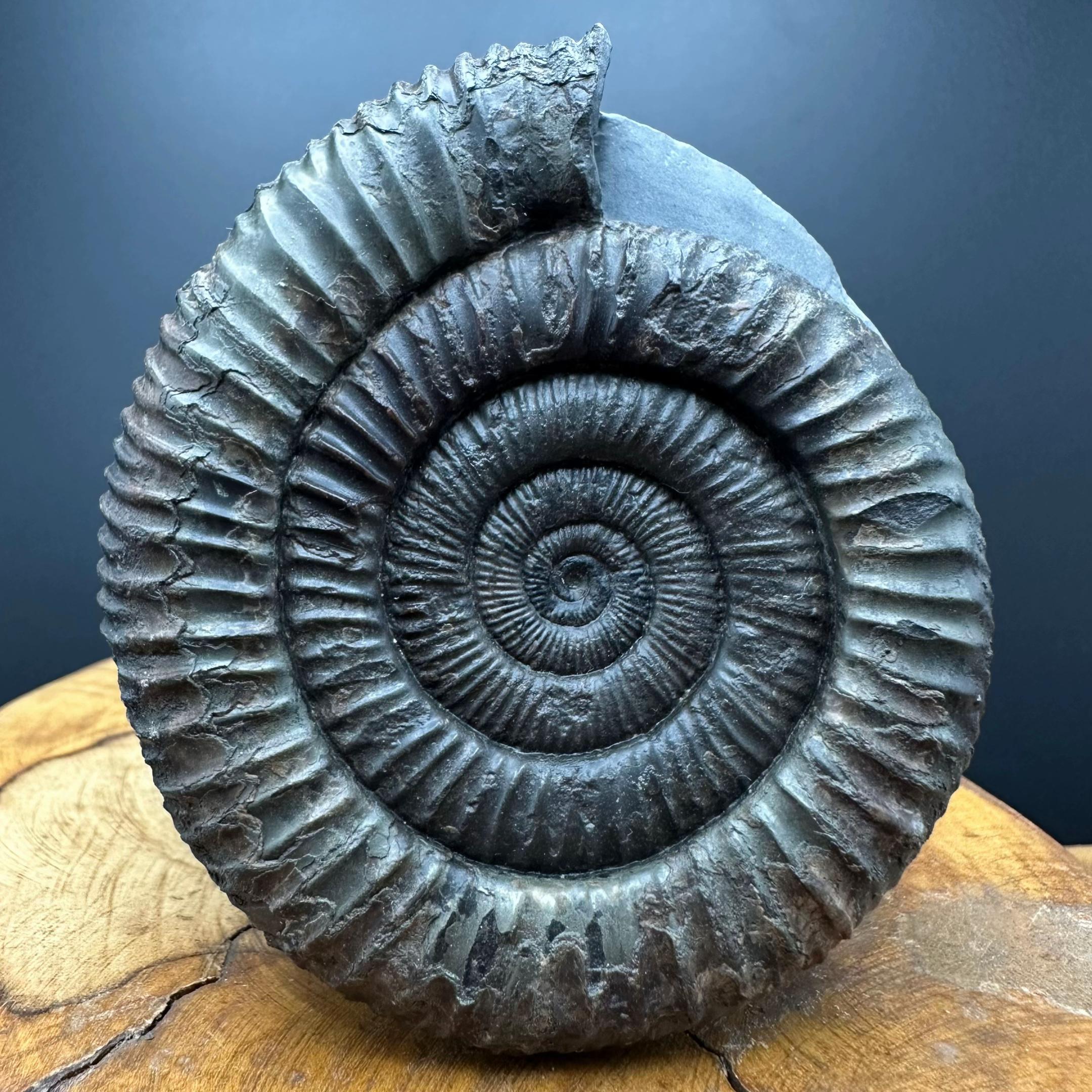 @yorkshire.fossils
