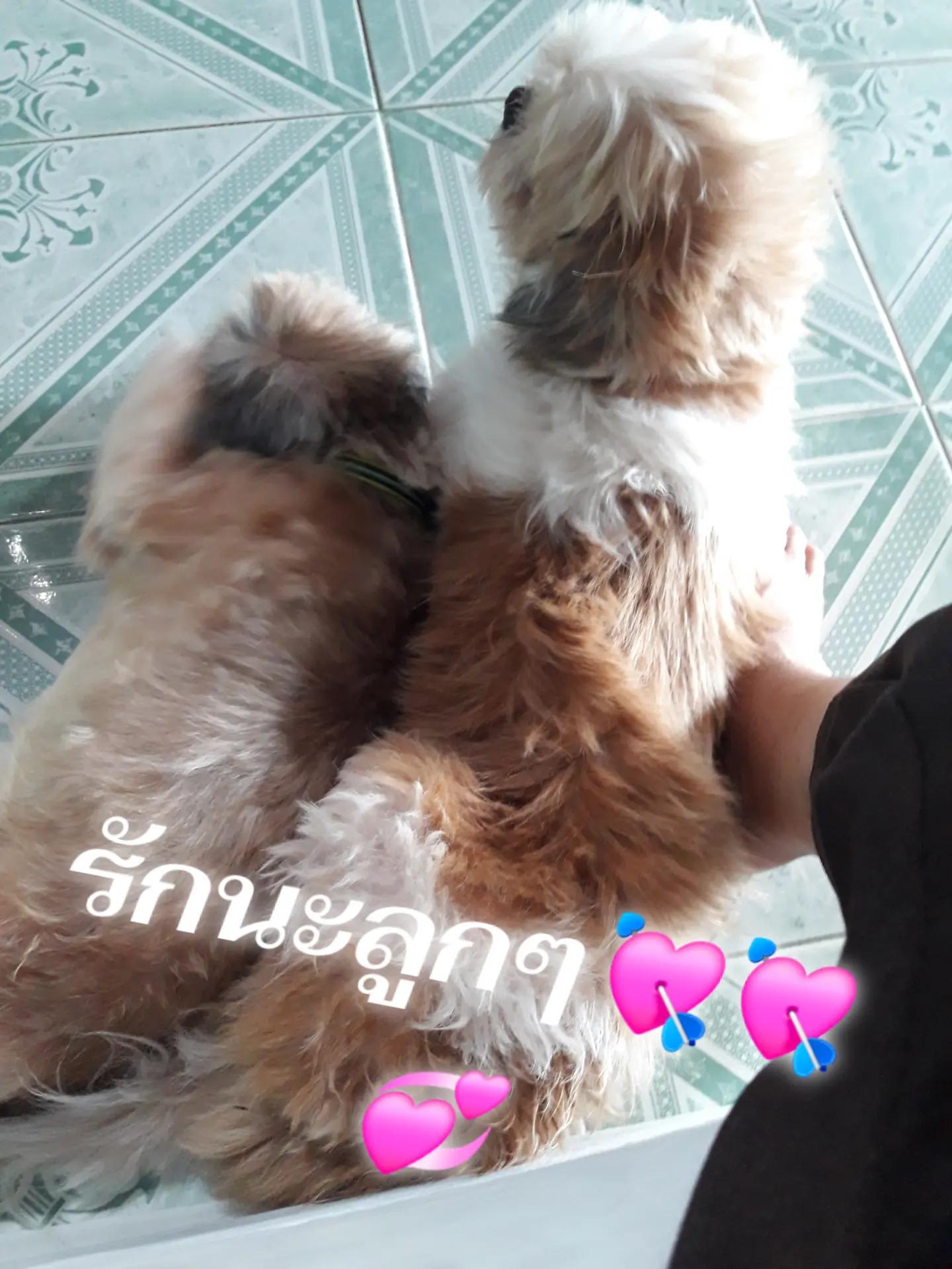 @จี้ค่ะแค่คนธรรมดาราศีตุลย์🥰