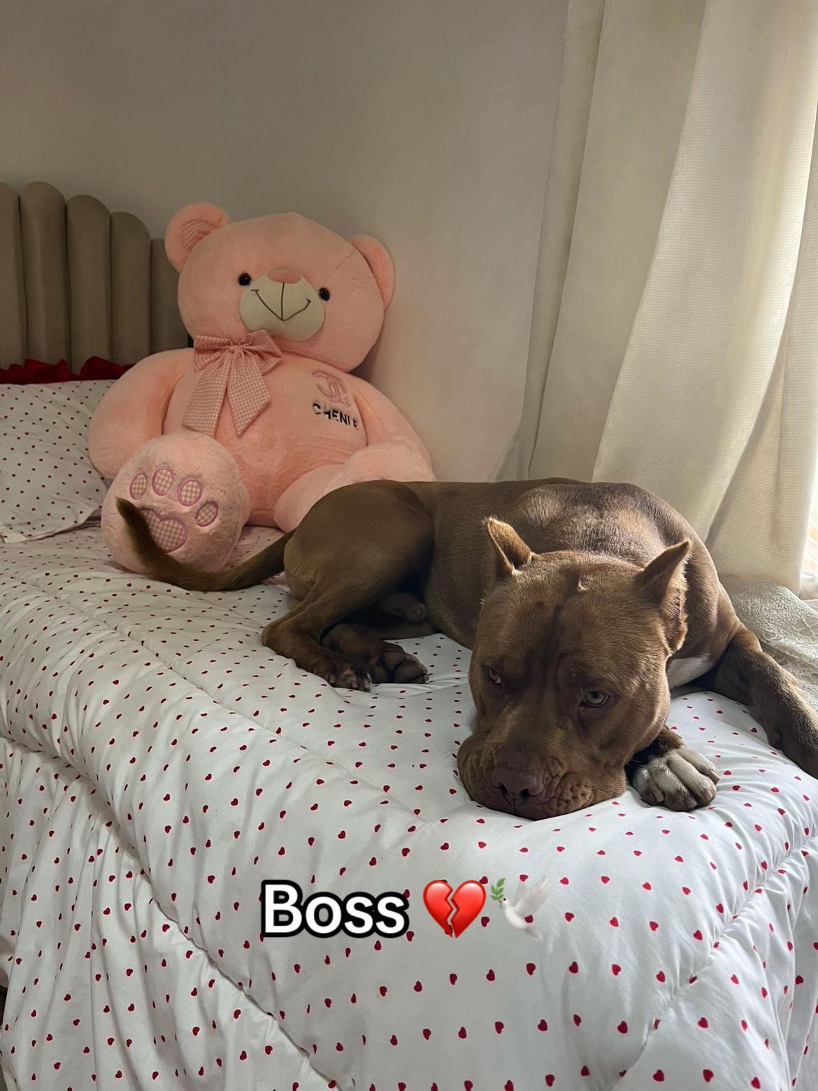 @Boss🥷🏻