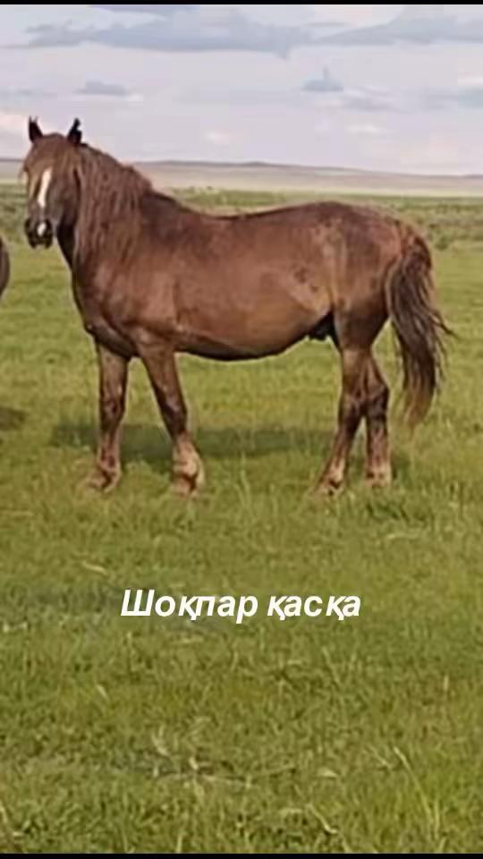 @kh_akferma09