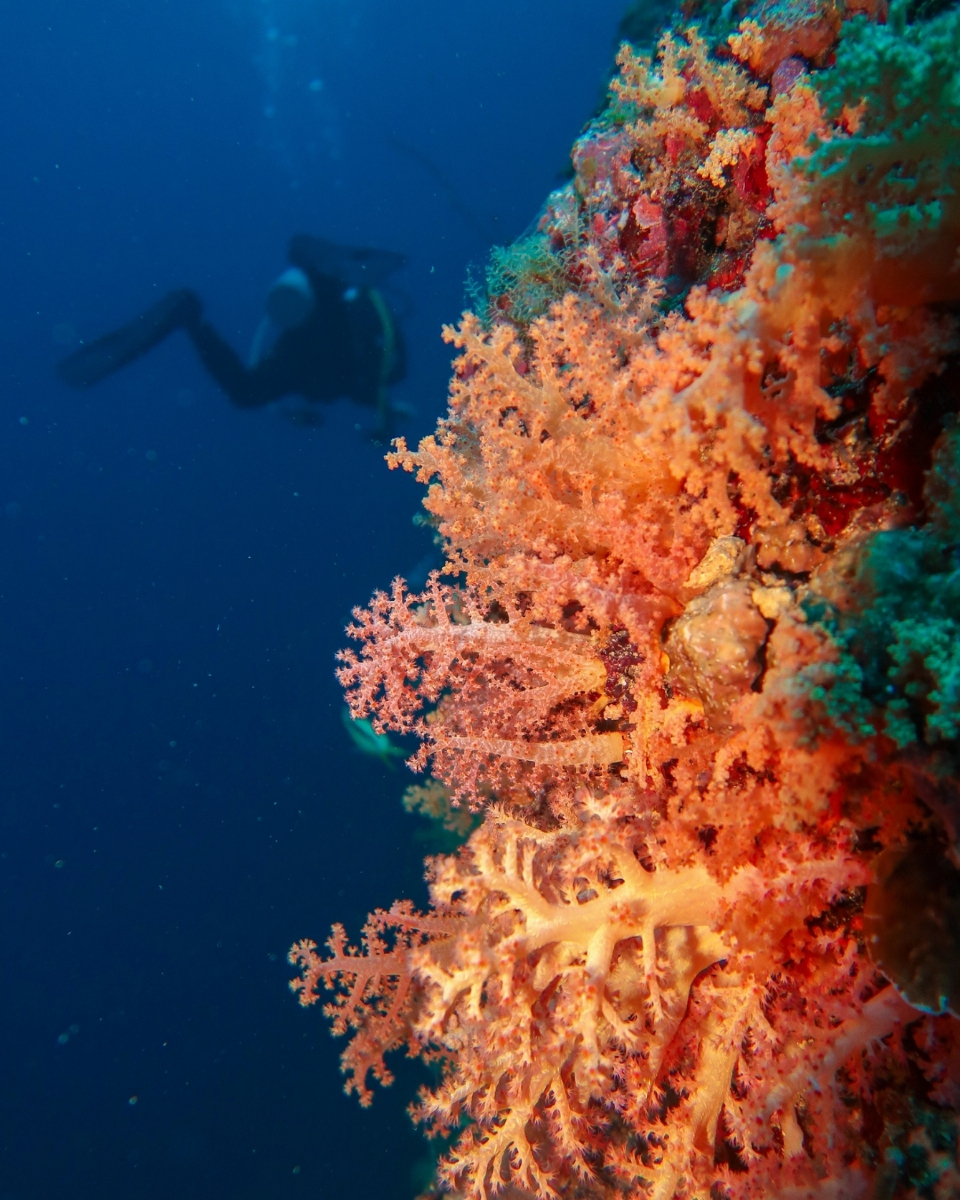 @Scuba Diving with Ara