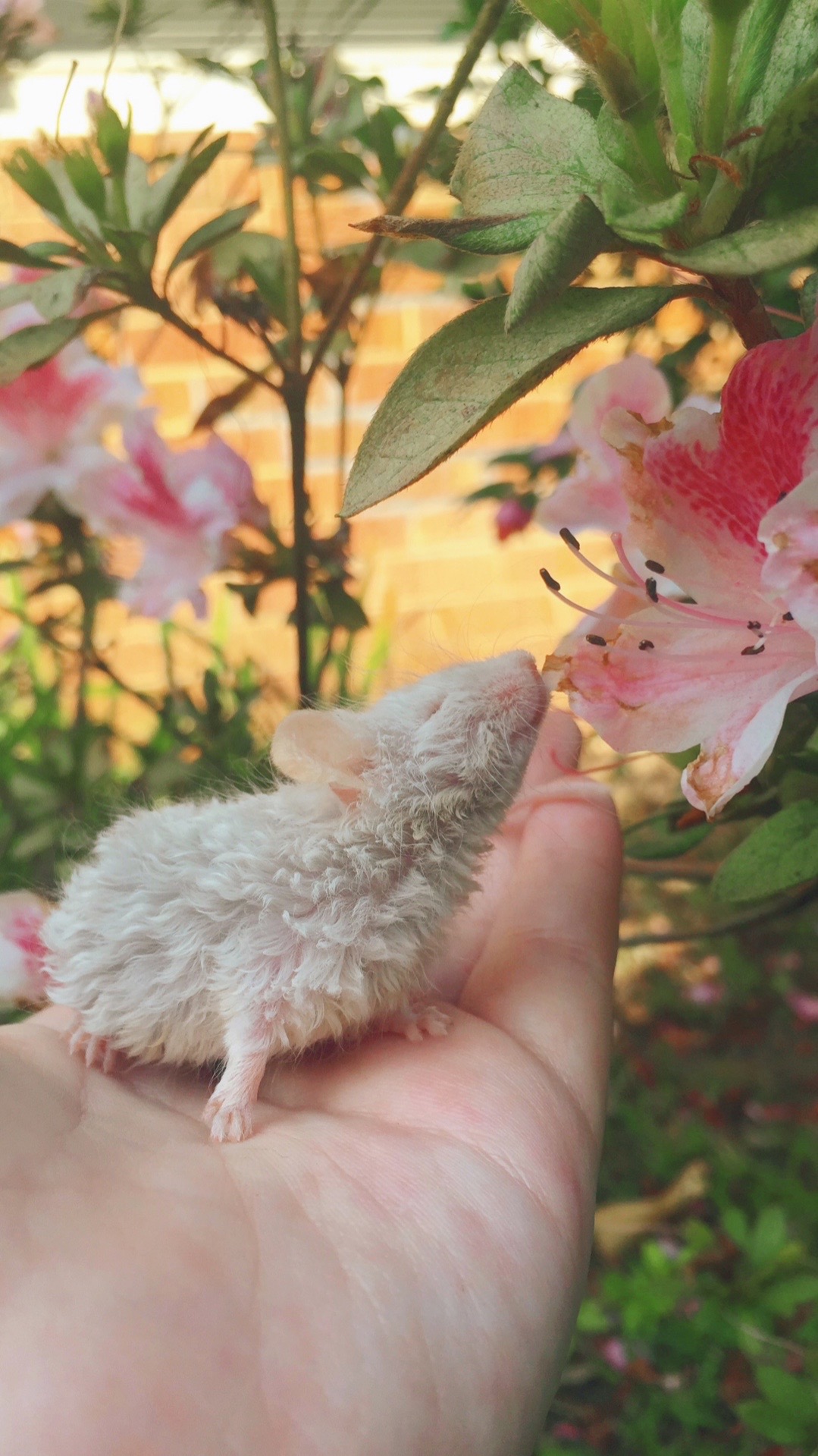@ThatMouseGirl♡