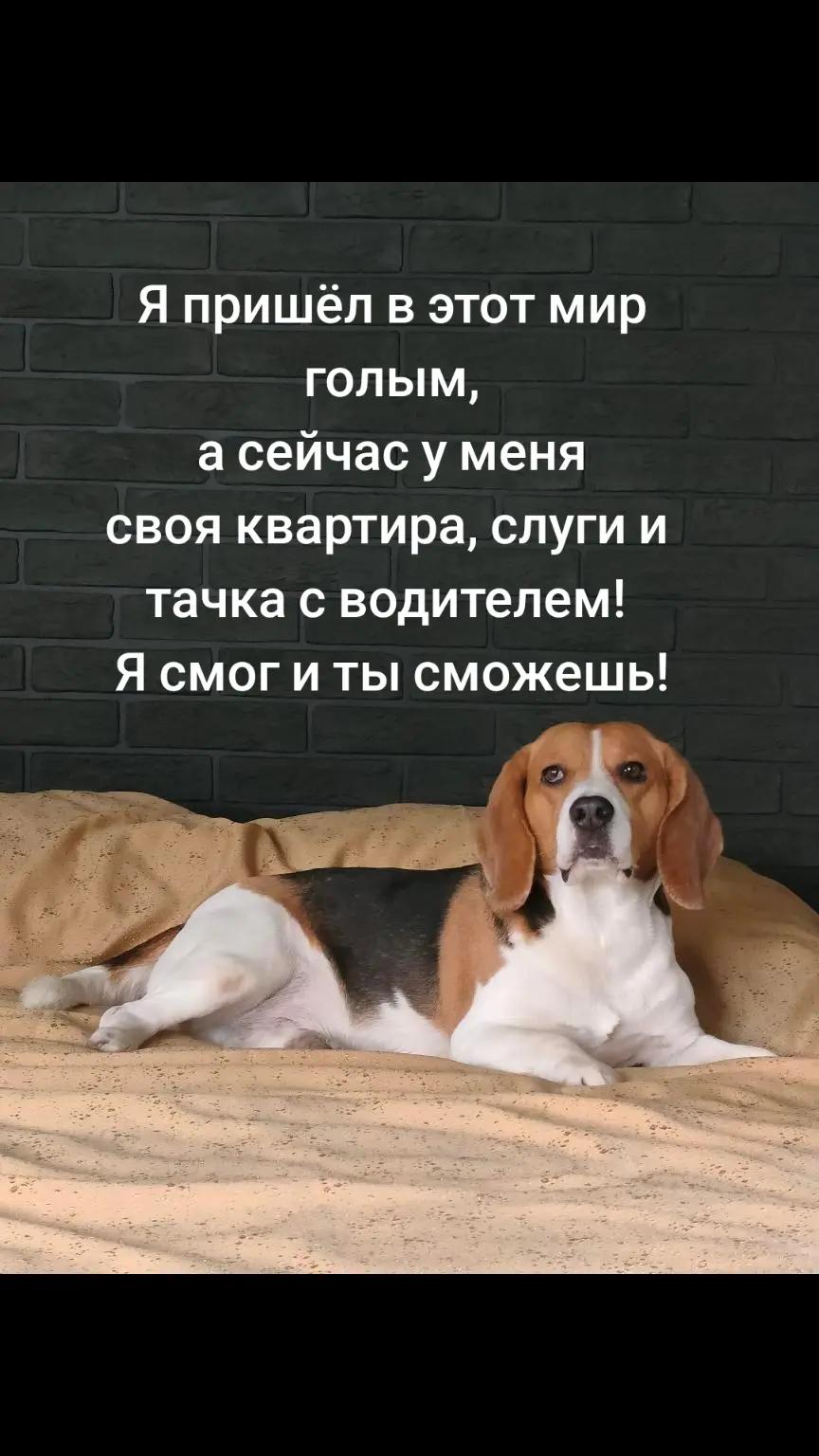 @Бигль Сэм и его семья.