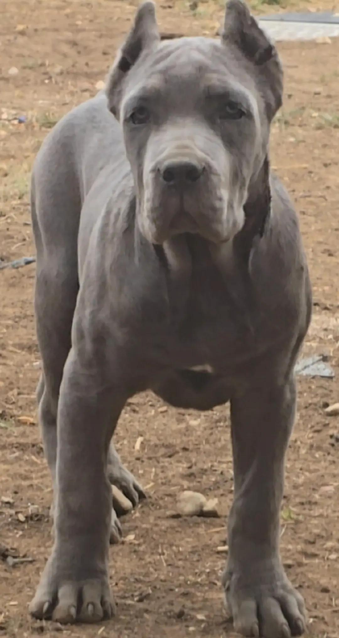 @MileHigh_Cane_Corso