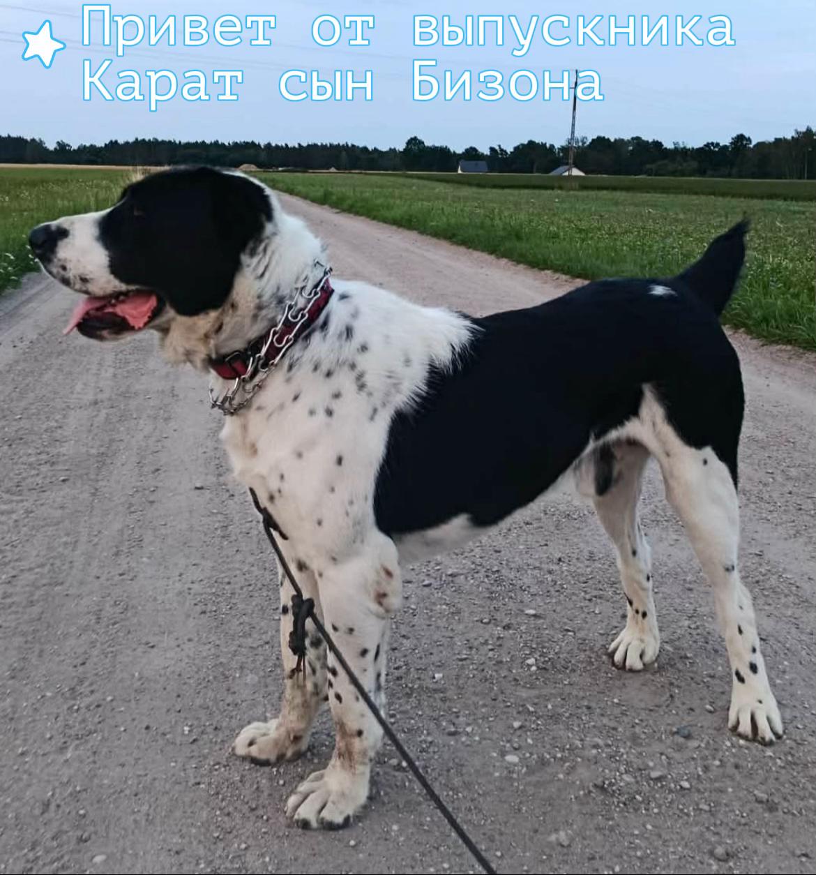 @TURKMEN ALABAI kennel FCI 🌏