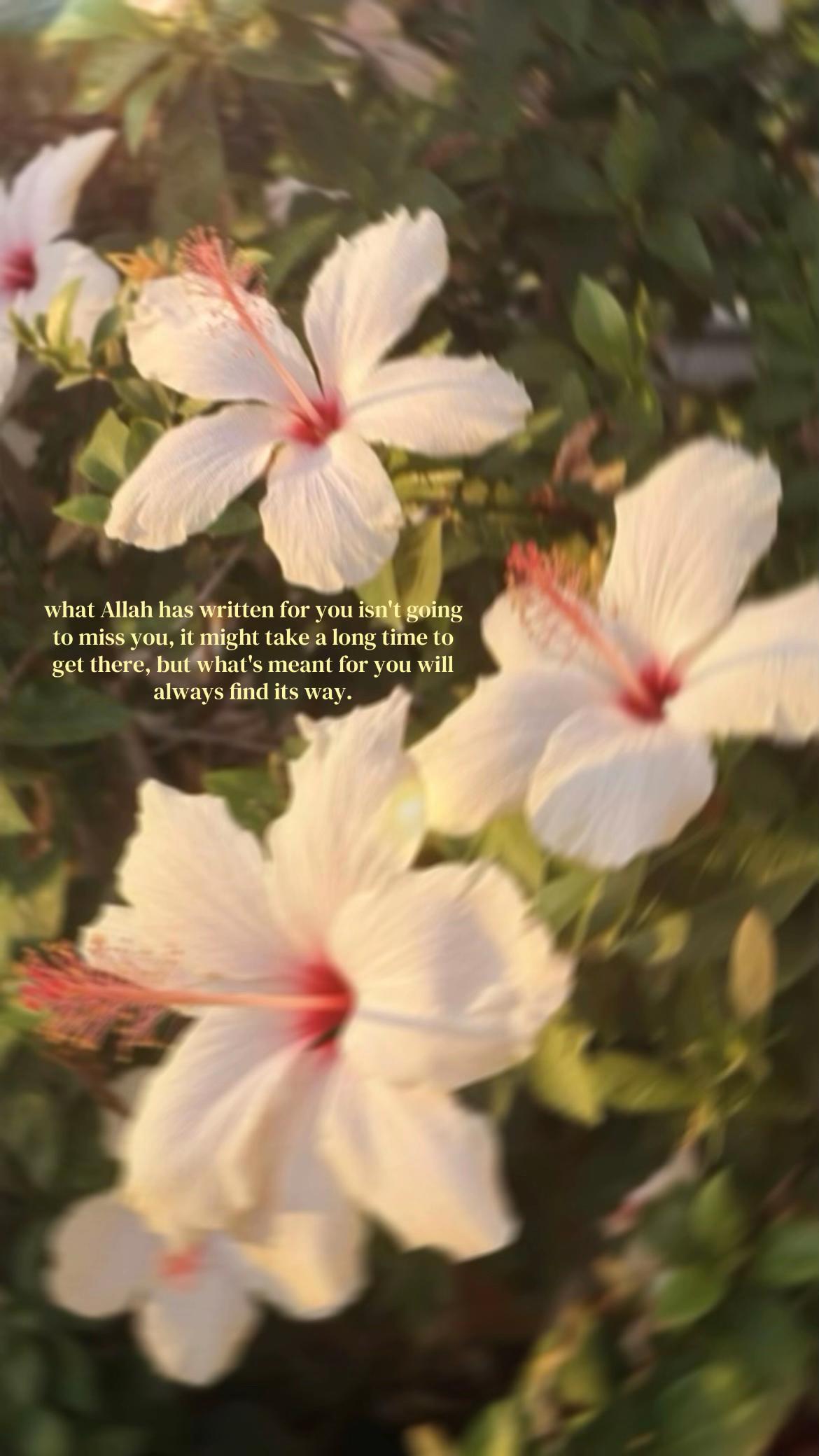 @🌺