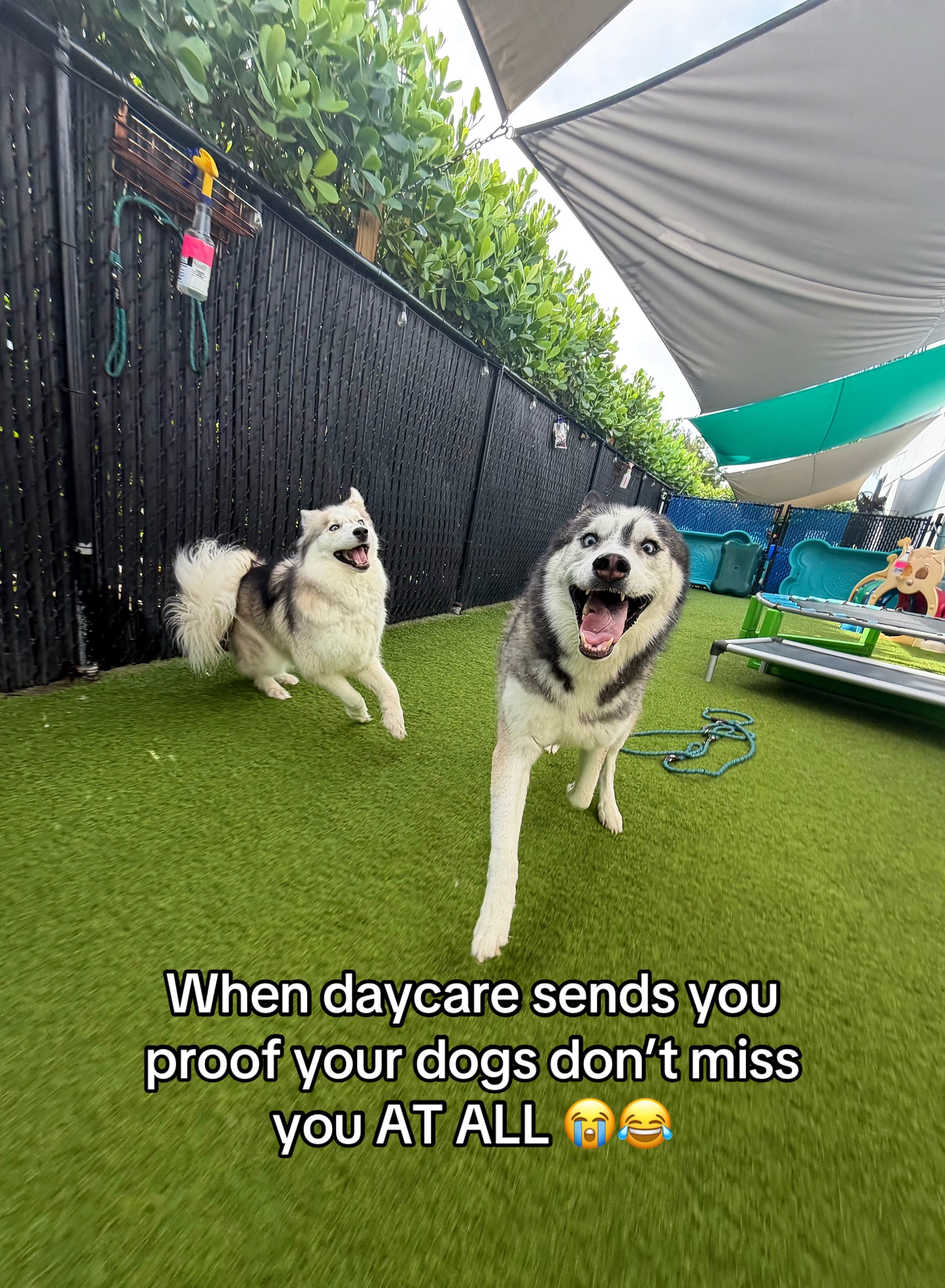 @lifewith2huskies