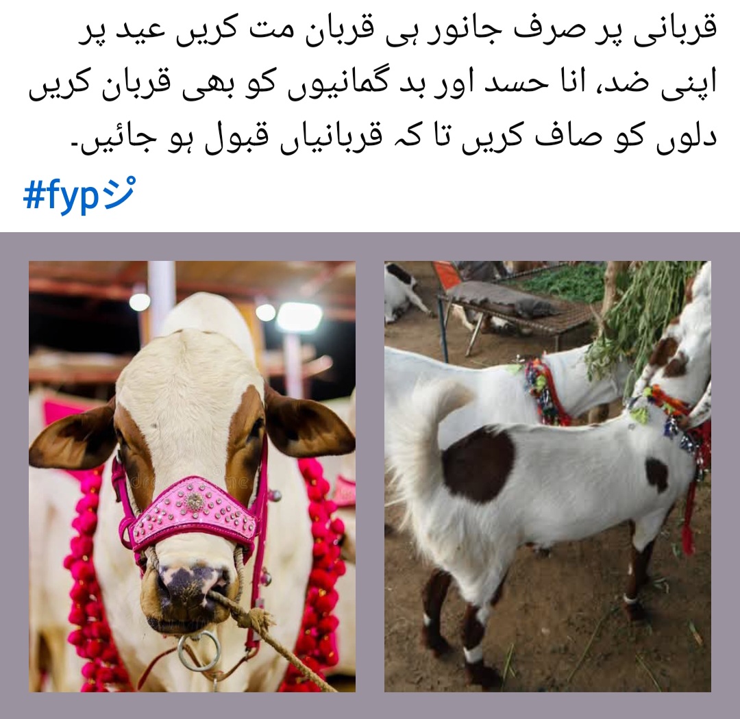 @Fariha Hassaan❤️
