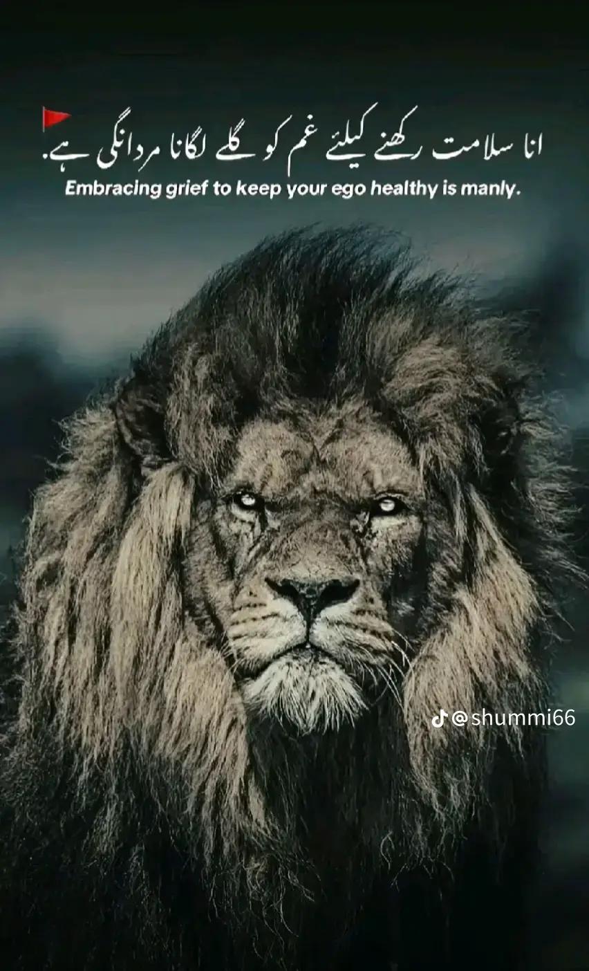 @Zaib Rehman