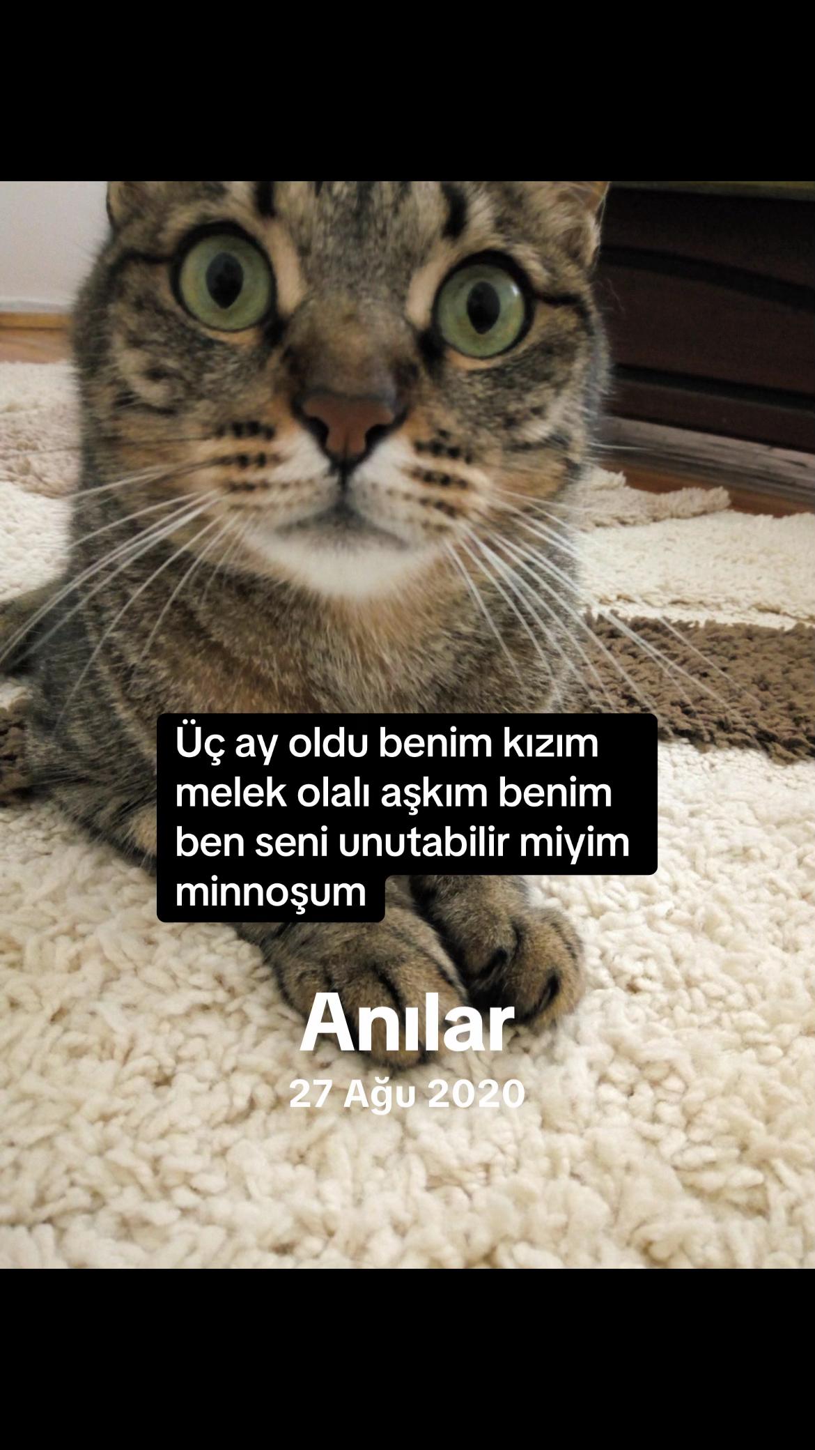 @Gönül Özcanlı