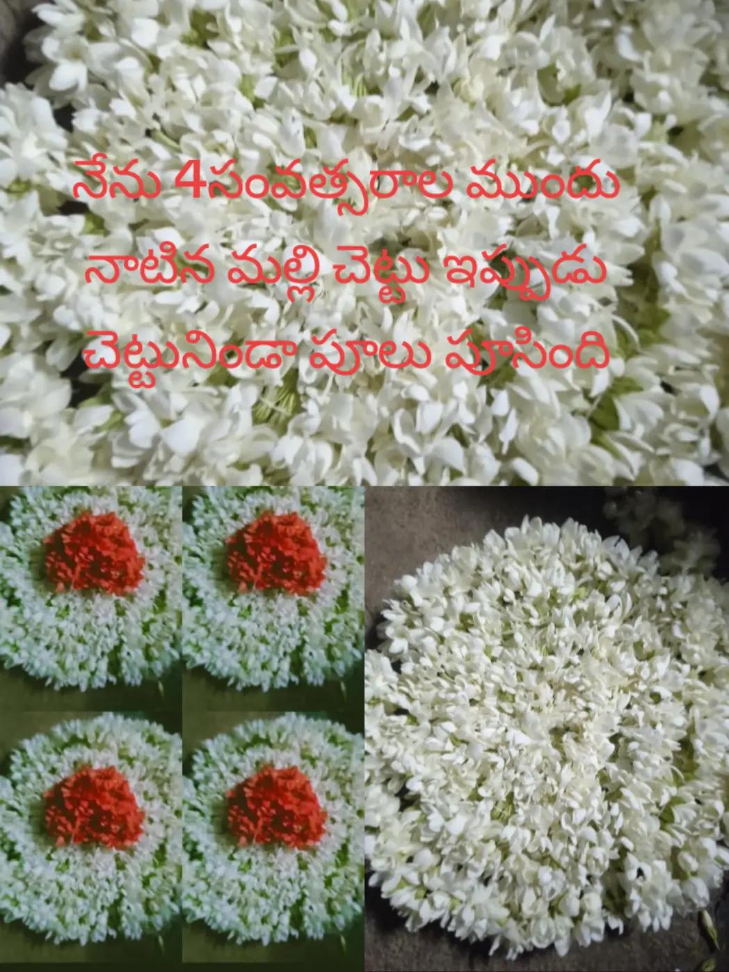 @Udayasree sree