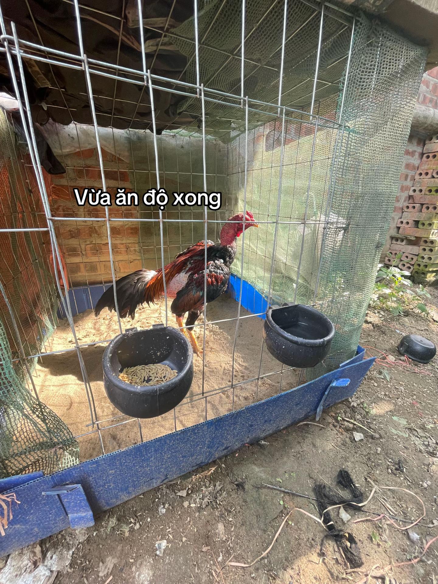 @Sinh gà Cỏ