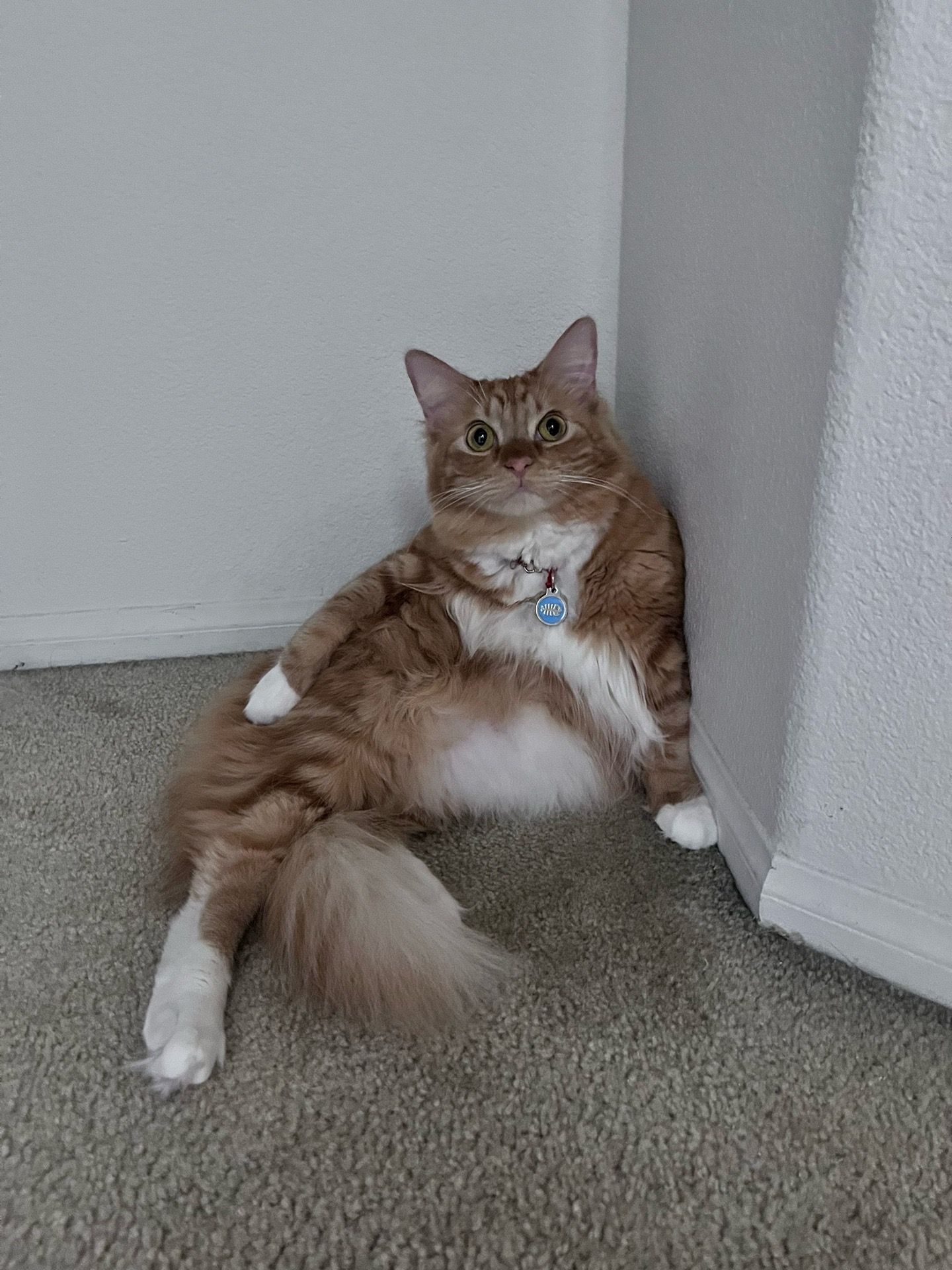 @meowcity