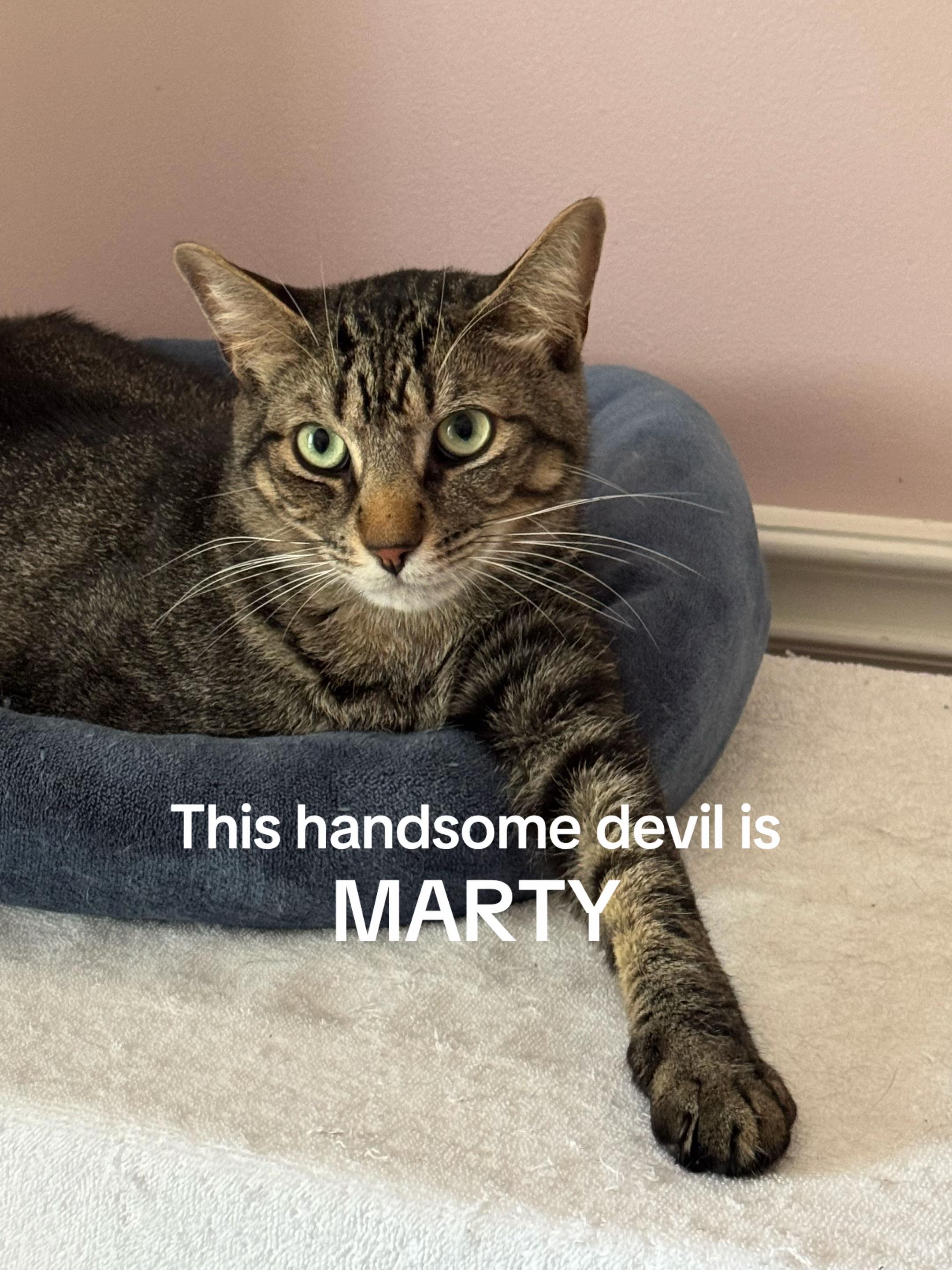 @North Toronto Cat Rescue