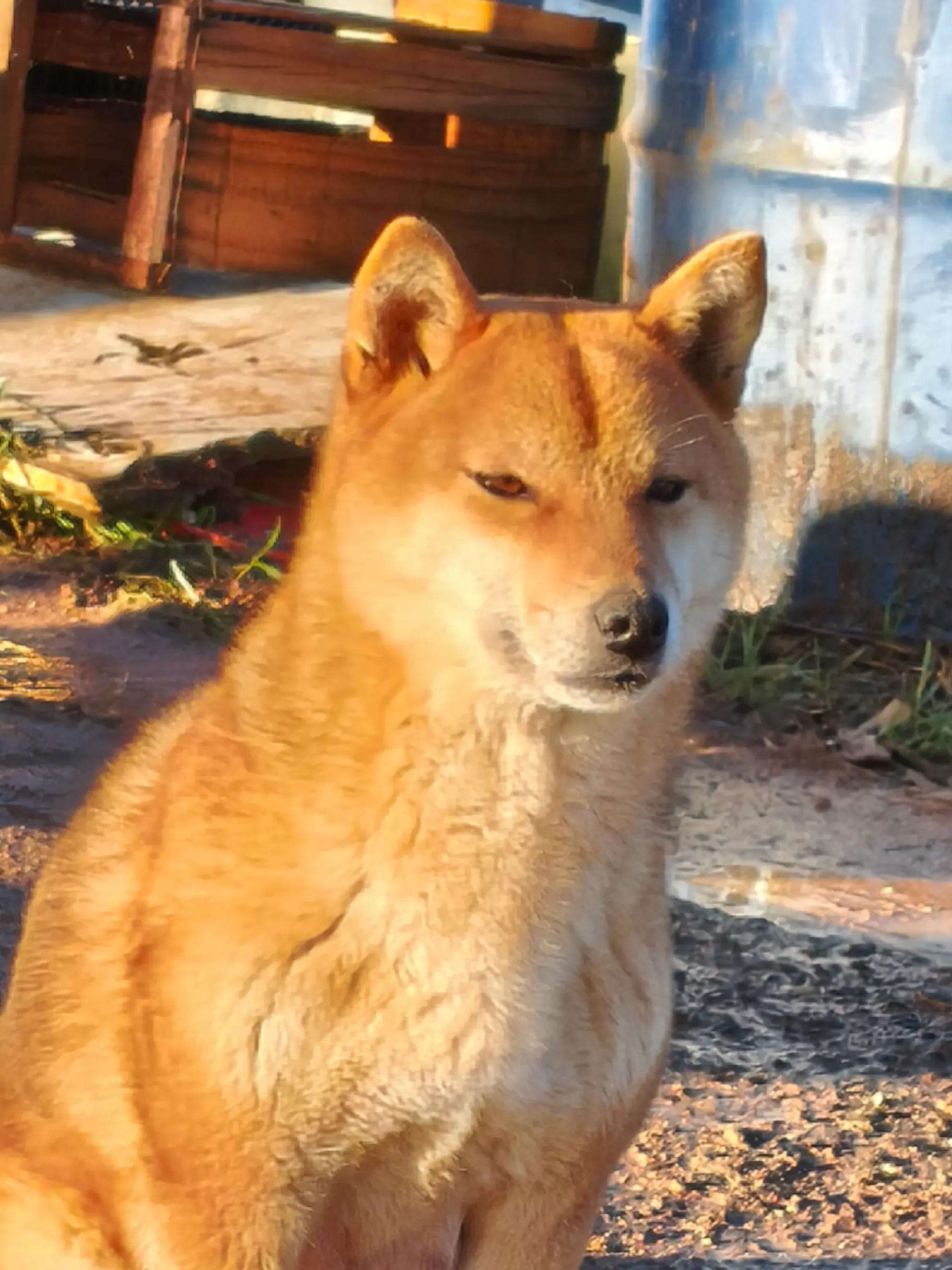 @Demona's Hellhounds Kennel