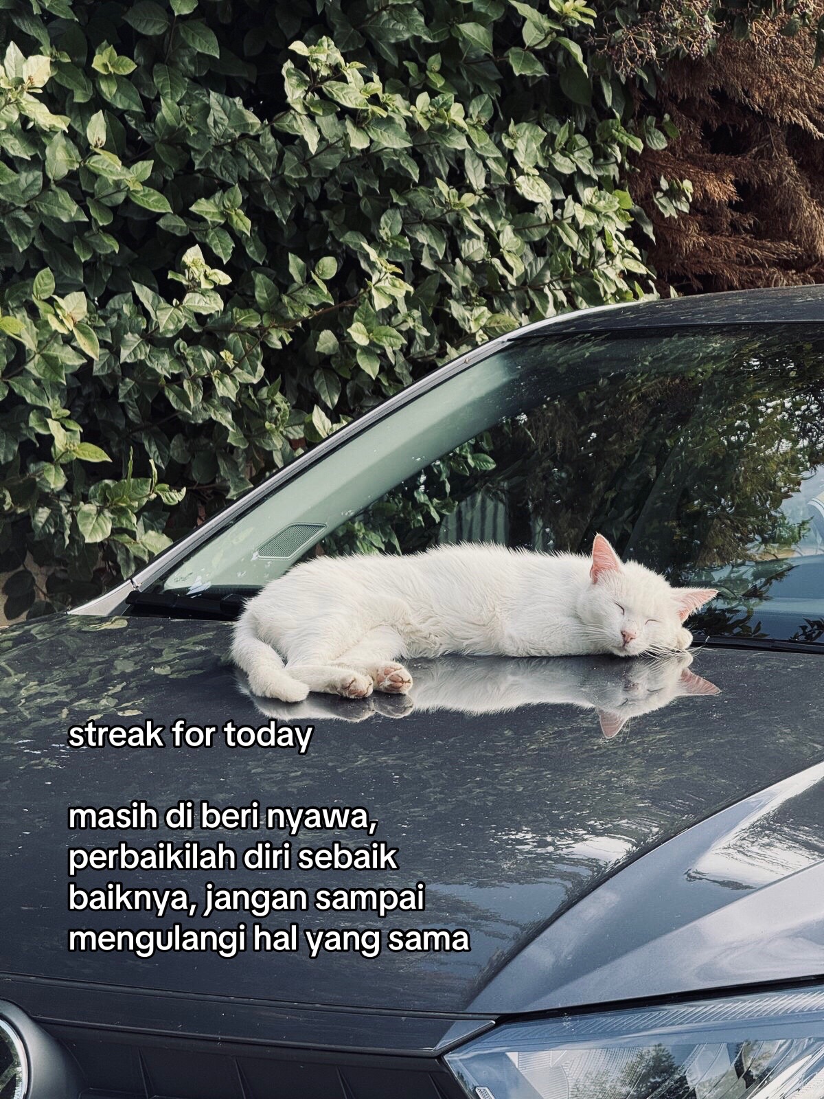 @mas m