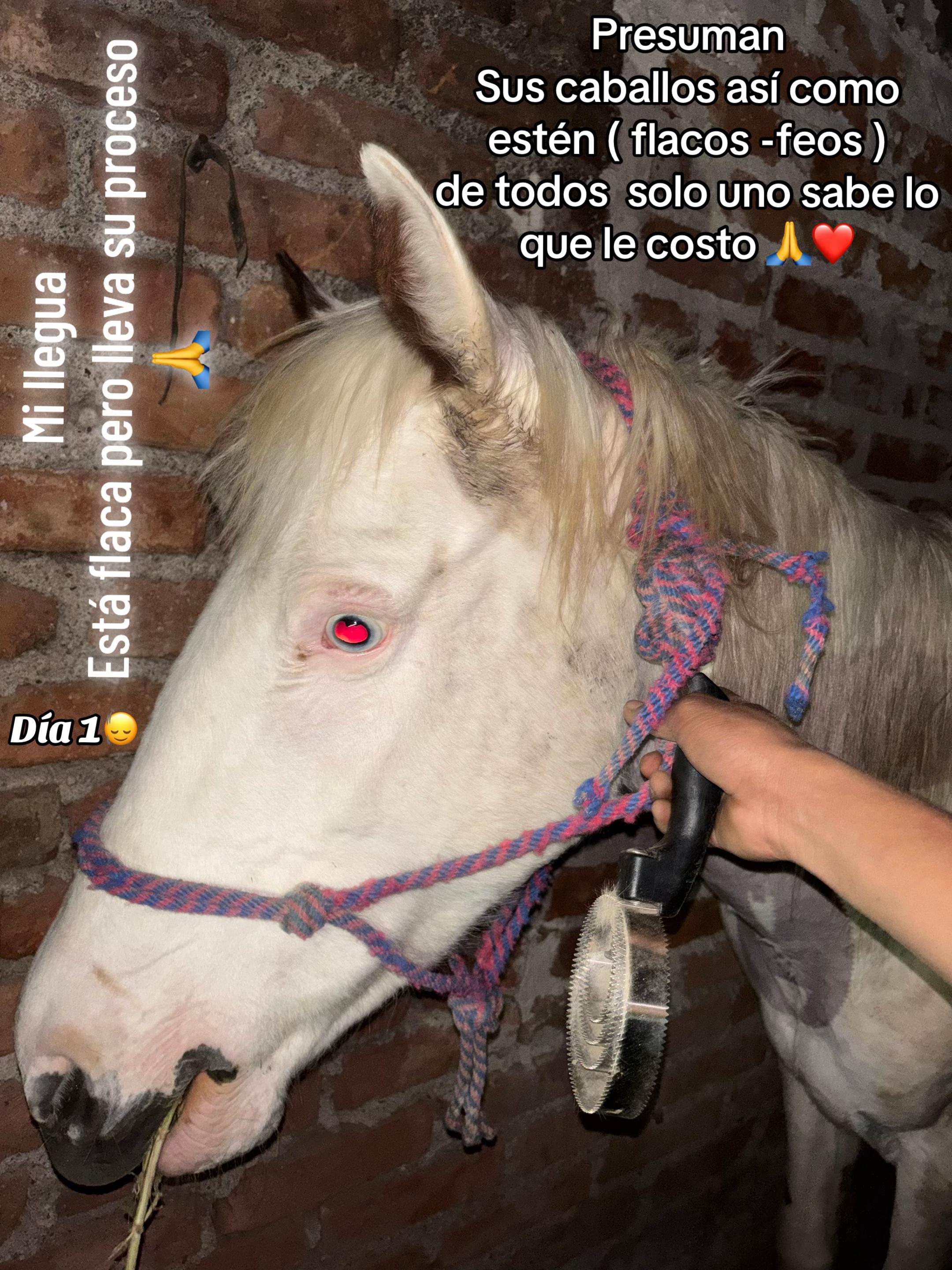 @El_GREGOO_PAĀ 🦡🎭