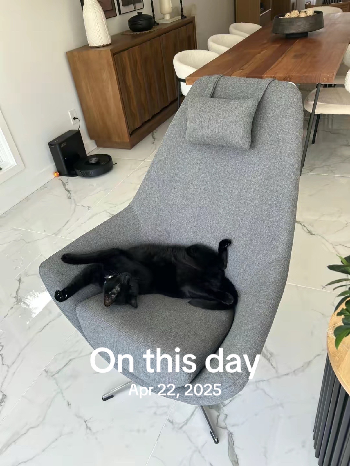 @Oscar&ensp;Jeremy&ensp;the&ensp;cat!